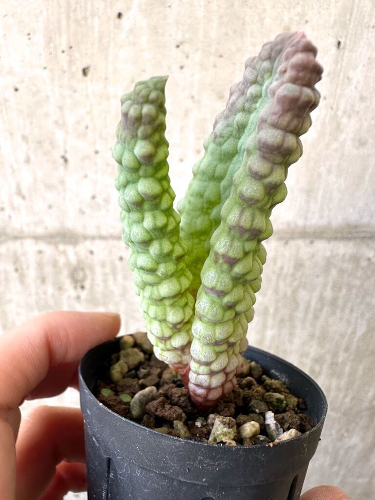 現品限り ブルビネ ブルインシー 選抜 AI 21 Bulbine bruynsii 植物 塊根植物 夏型 コーデックス