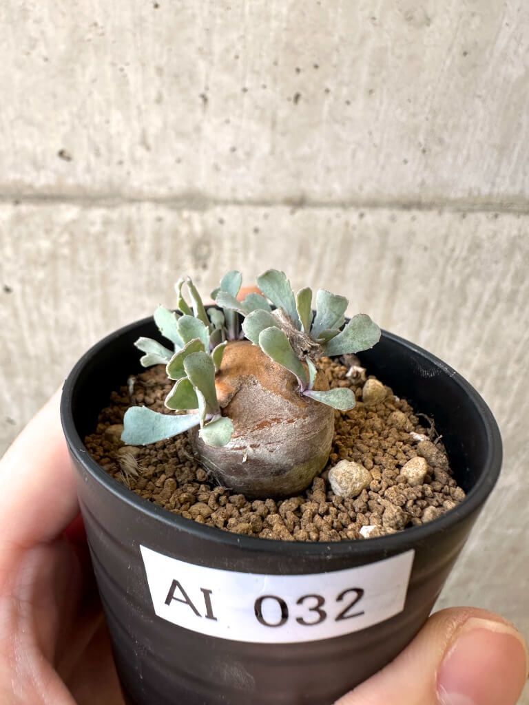 現品限り】オトンナ・カカリオイデス 現地株【AI32】 Othonna