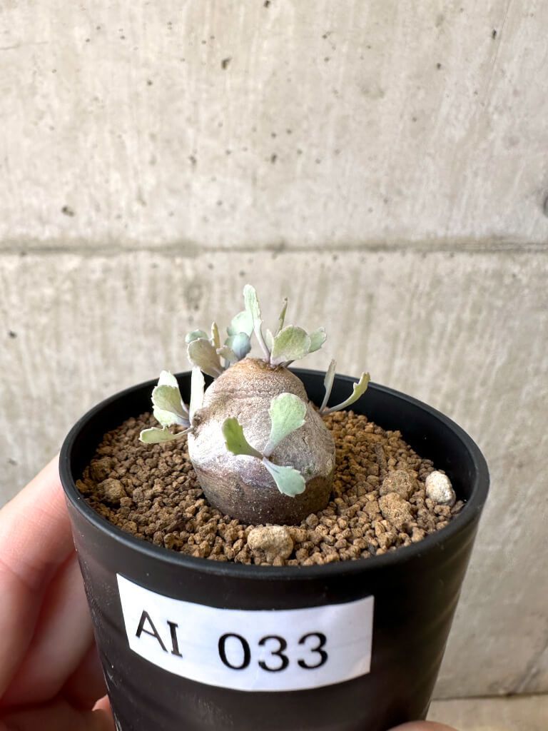 ヒールクリーク ゴルフシューズ 22.5cm 新品未使用 現品限り】オトンナ・カカリオイデス 現地株【AI33】 Othonna