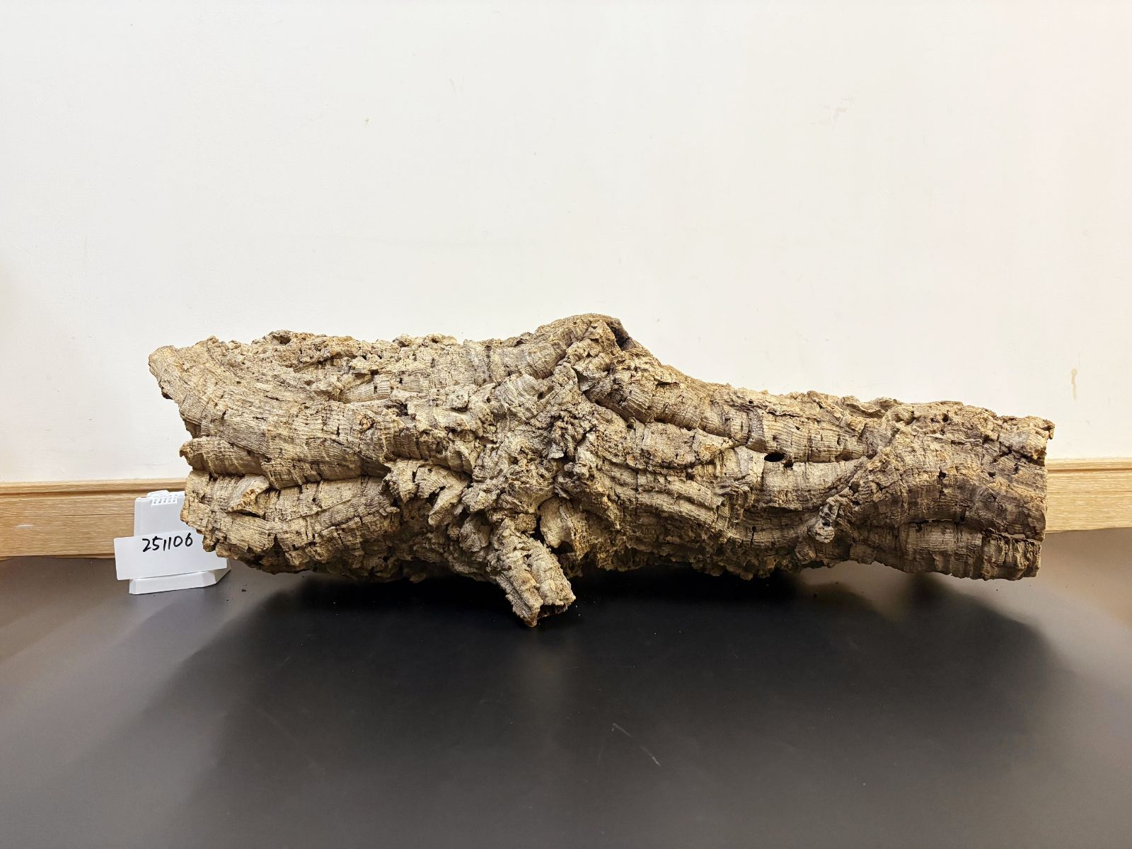 251106 ポルトガル産 キャノンコルク コルク樹皮 コルク板 バージン