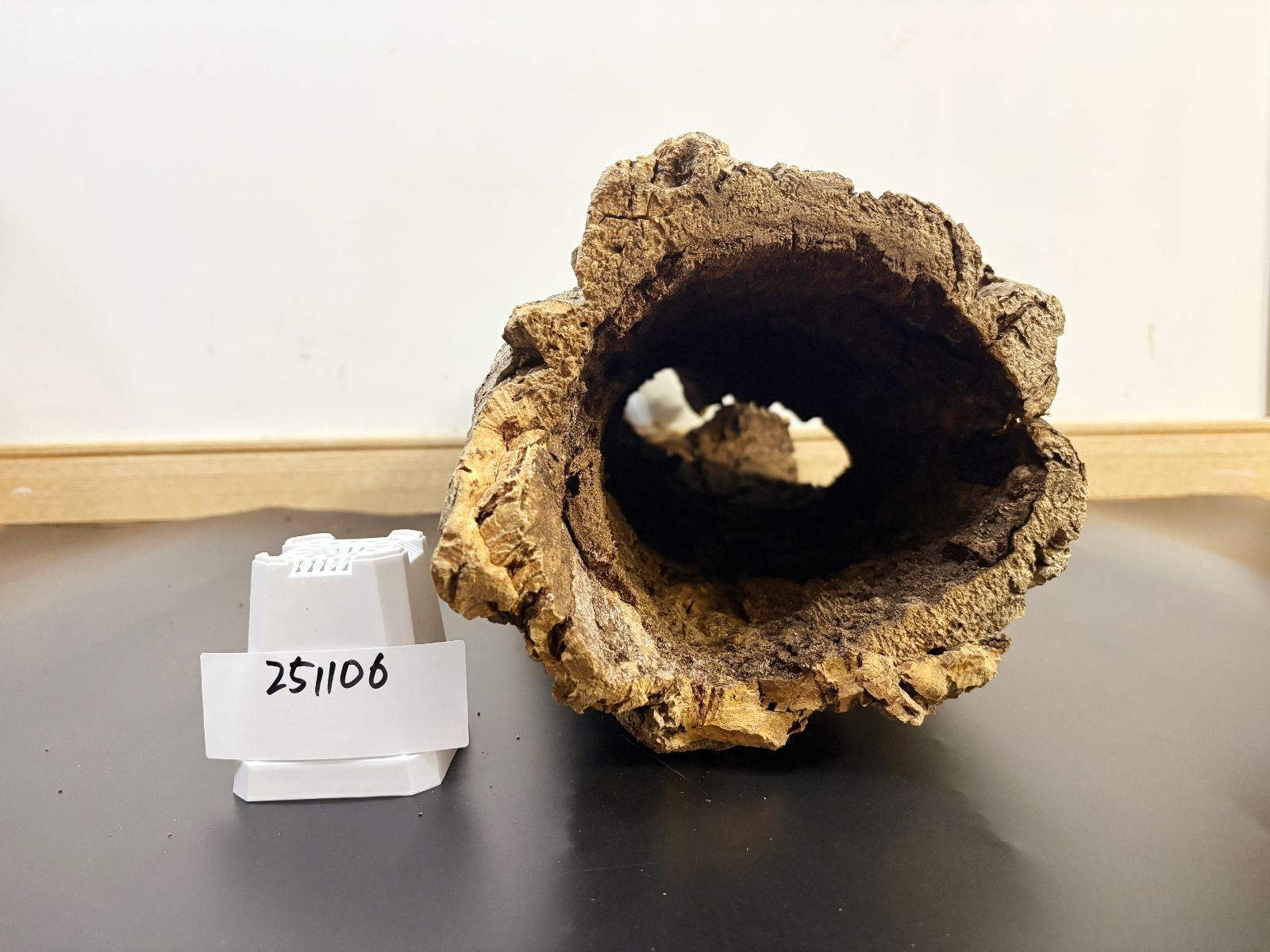 251106 ポルトガル産 キャノンコルク コルク樹皮 コルク板 バージン