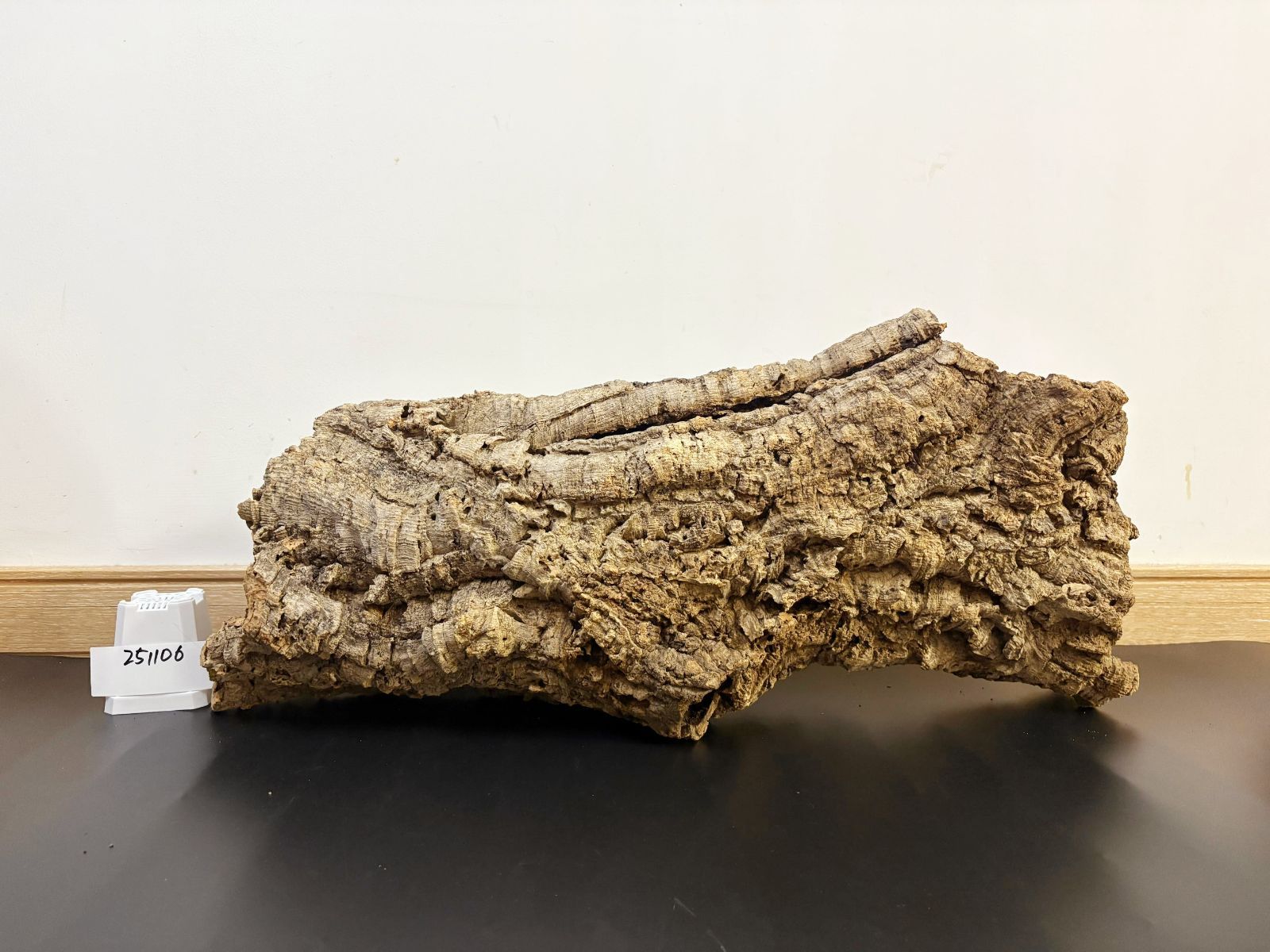 251106 ポルトガル産 キャノンコルク コルク樹皮 コルク板 バージン