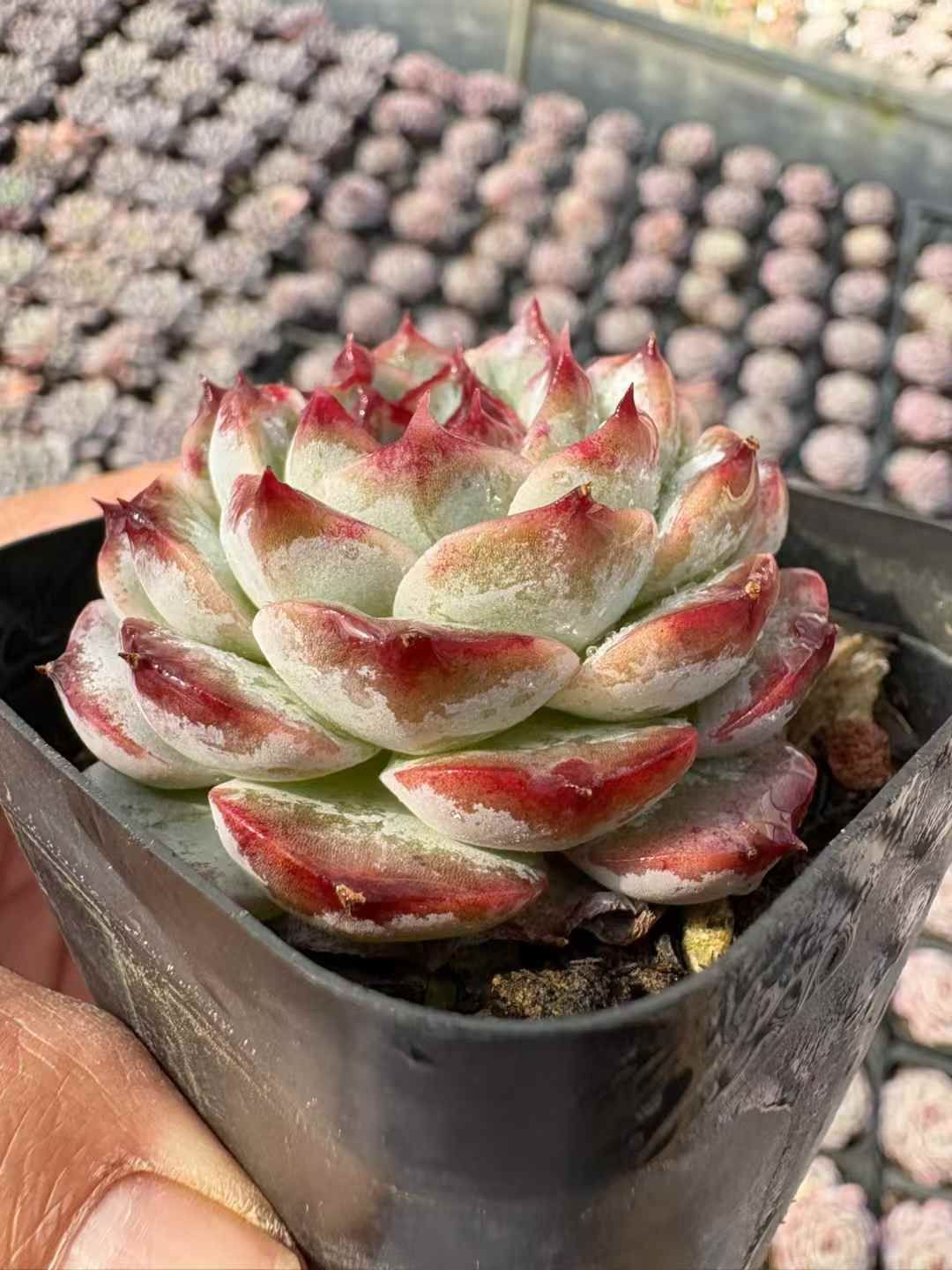 新入荷 ムラサキザクロ XJB 706 50苗 抜き苗 多肉植物 詰め合わせ アエオニウム エケベリア サボテン 韓国苗