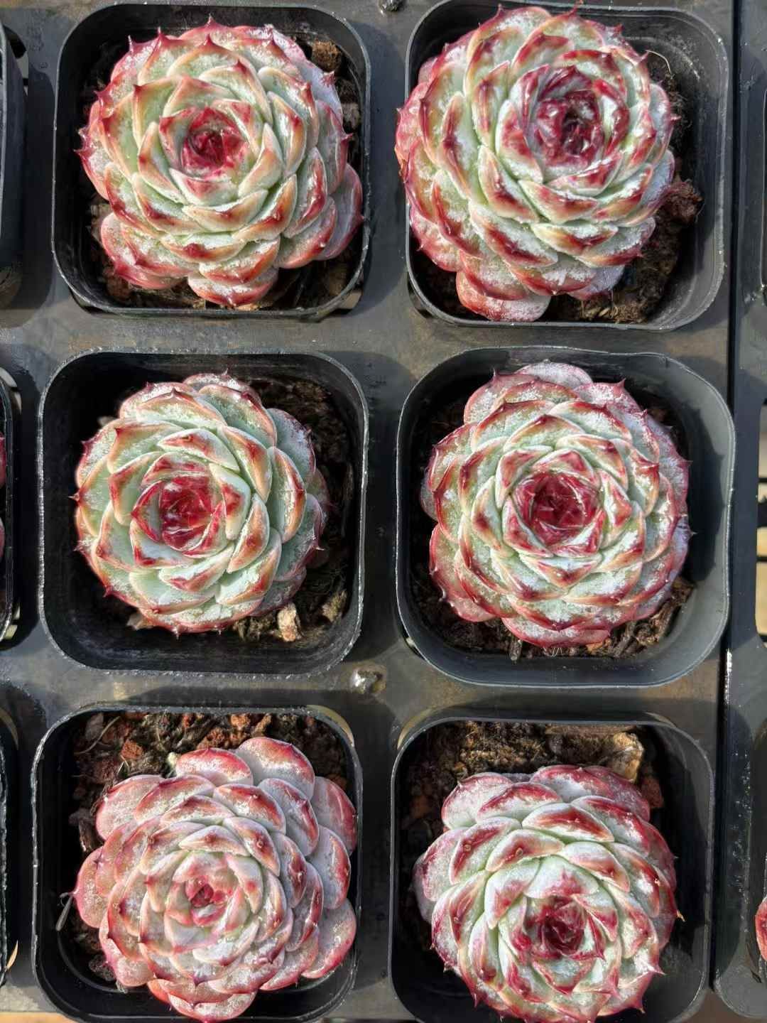 新入荷 ムラサキザクロ XJB 苗 抜き苗 多肉植物 詰め合わせ アエオニウム エケベリア サボテン 韓国苗