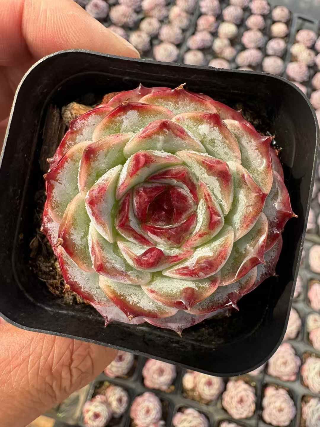 新入荷 ムラサキザクロ XJB 706 50苗 抜き苗 多肉植物 詰め合わせ アエオニウム エケベリア サボテン 韓国苗