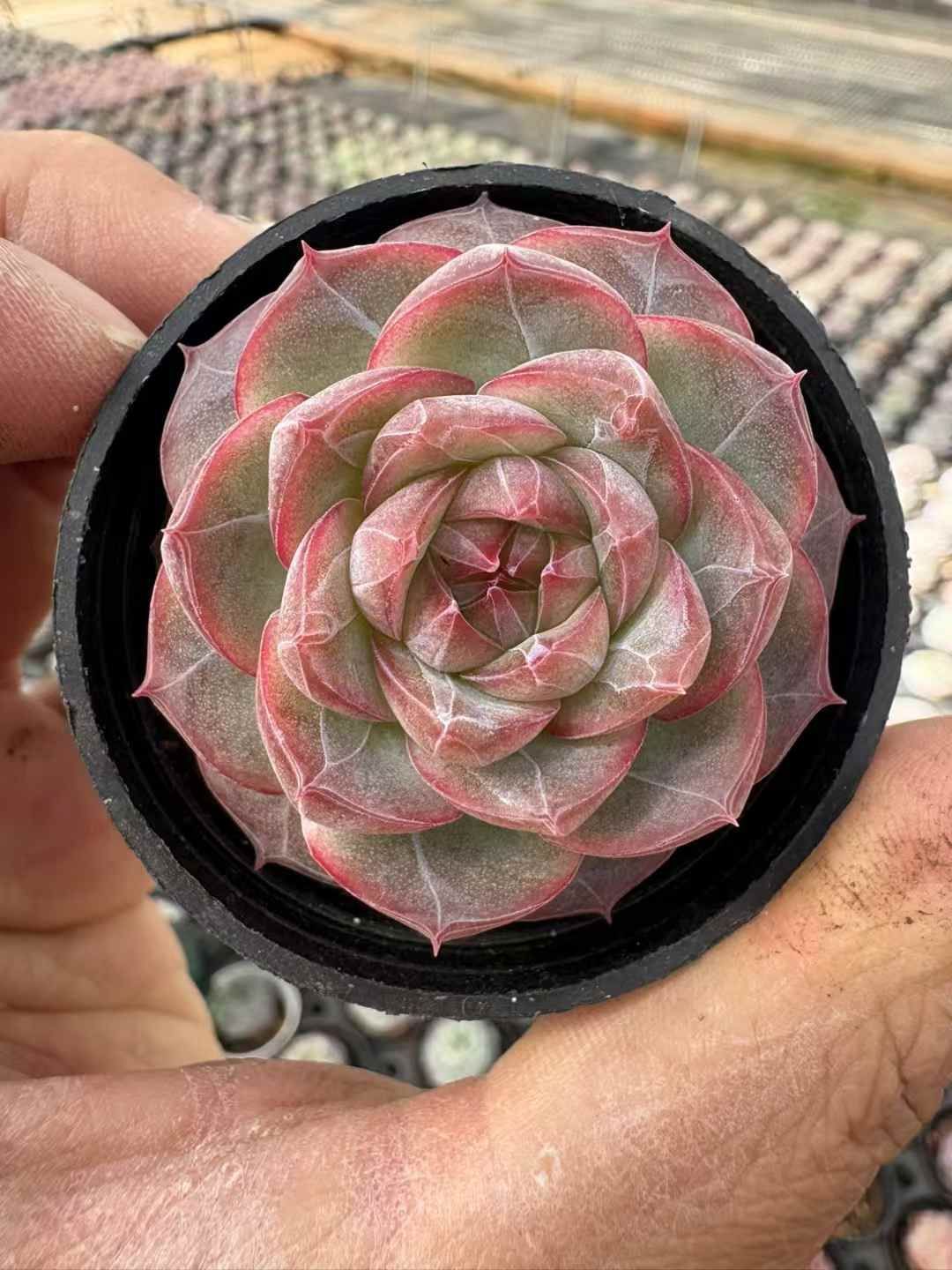 新入荷 ダイヤモンシュガー XJB695×24苗 抜き苗 多肉植物 詰め合わせ アエオニウム エケベリア サボテン 韓国苗