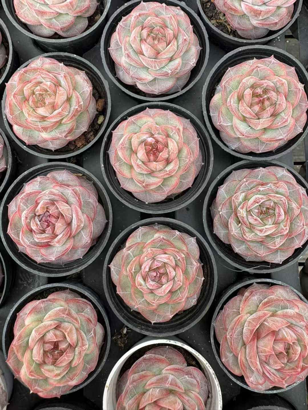 新入荷 ダイヤモンシュガー XJB 苗 抜き苗 多肉植物 詰め合わせ アエオニウム エケベリア サボテン 韓国苗 ゾーン対応 その他多肉植物 