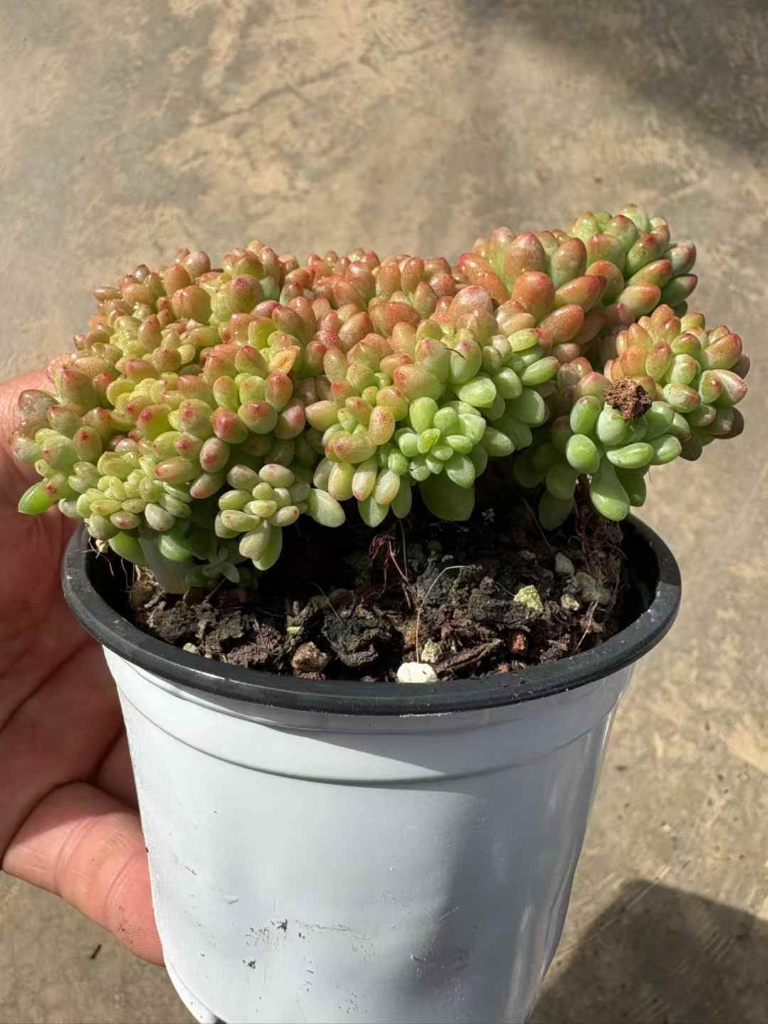 新入荷 シャングリラツィュイ XJB 苗 抜き苗 多肉植物 詰め合わせ アエオニウム エケベリア サボテン 韓国苗