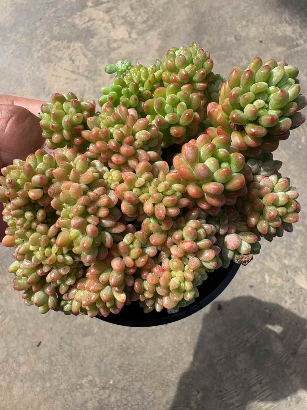 新入荷 シャングリラツィュイ XJB 678 18苗 抜き苗 多肉植物 詰め合わせ アエオニウム エケベリア サボテン 韓国苗