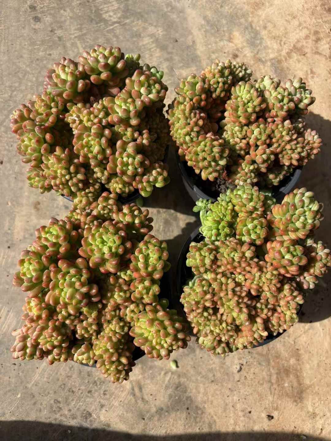 新入荷 シャングリラツィュイ XJB 苗 抜き苗 多肉植物 詰め合わせ アエオニウム エケベリア サボテン 韓国苗