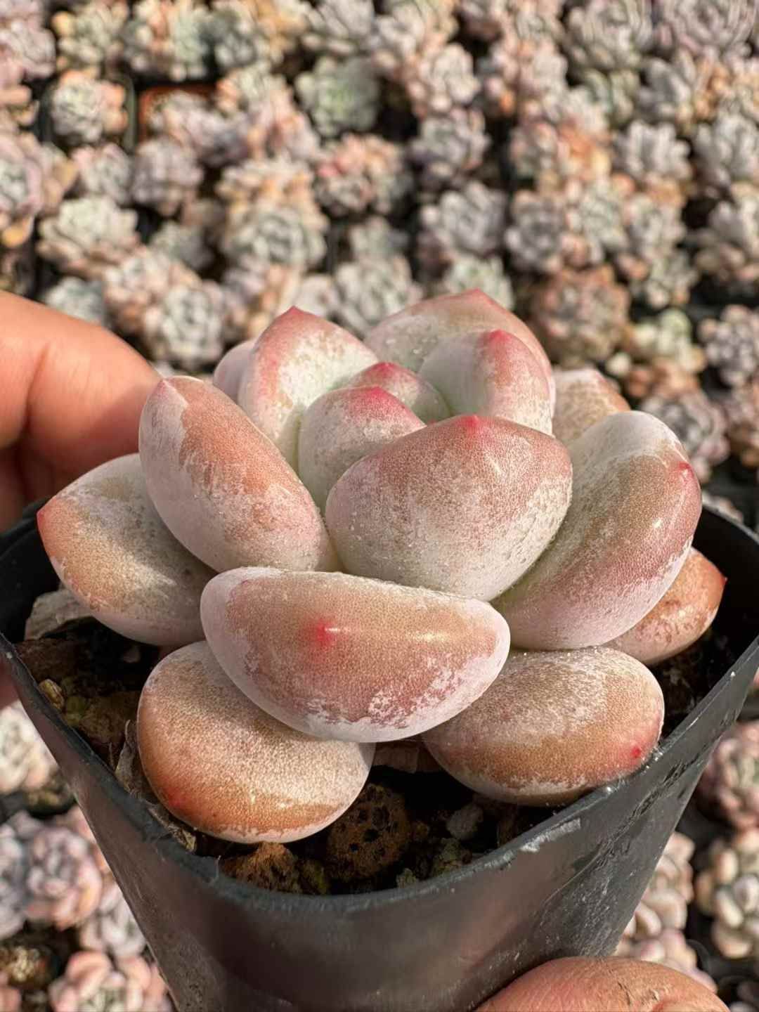 新入荷 コウスイマリリン XJB 苗 抜き苗 多肉植物 詰め合わせ アエオニウム エケベリア サボテン 韓国苗