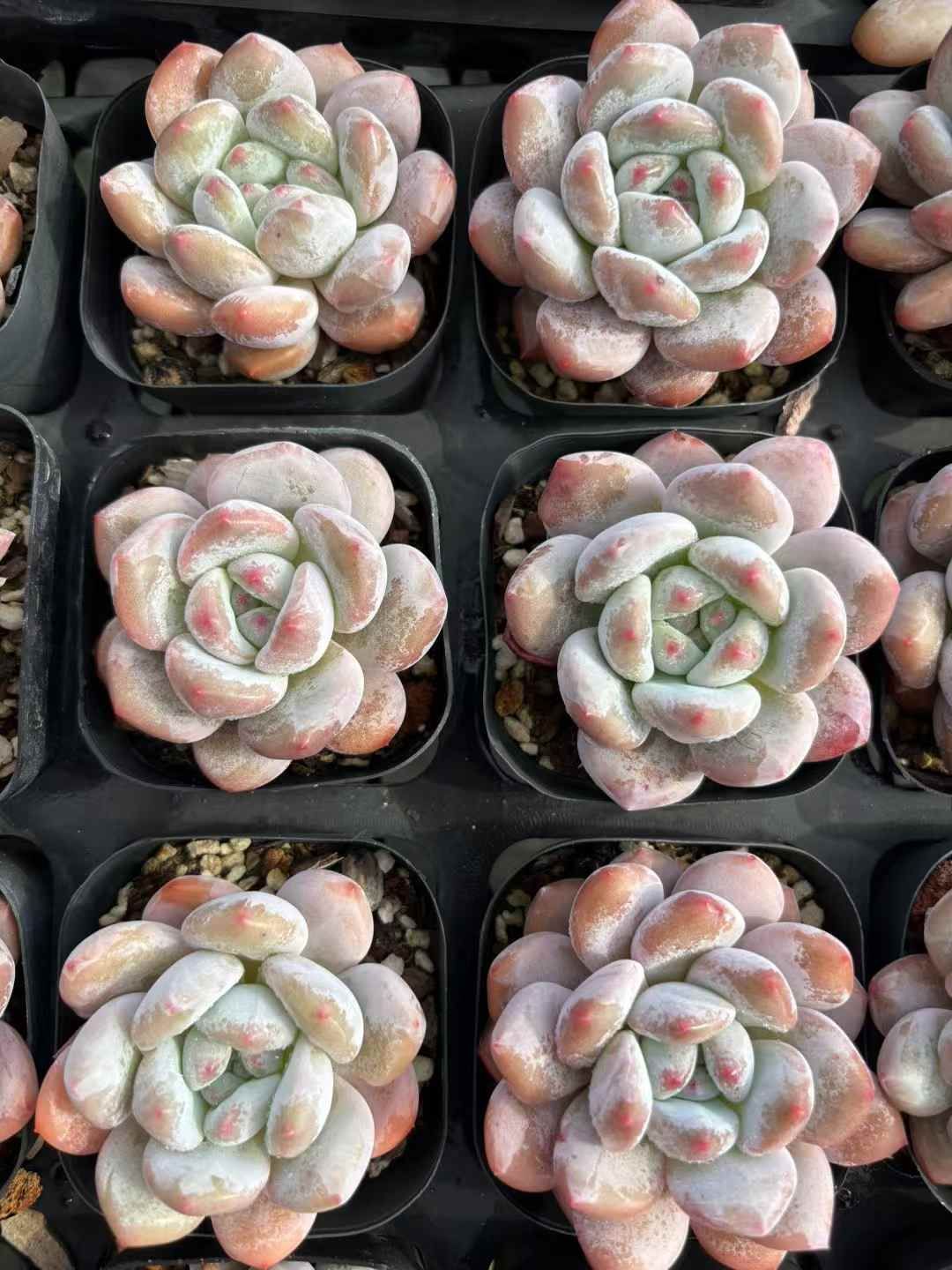 新入荷 コウスイマリリン XJB 苗 抜き苗 多肉植物 詰め合わせ アエオニウム エケベリア サボテン 韓国苗