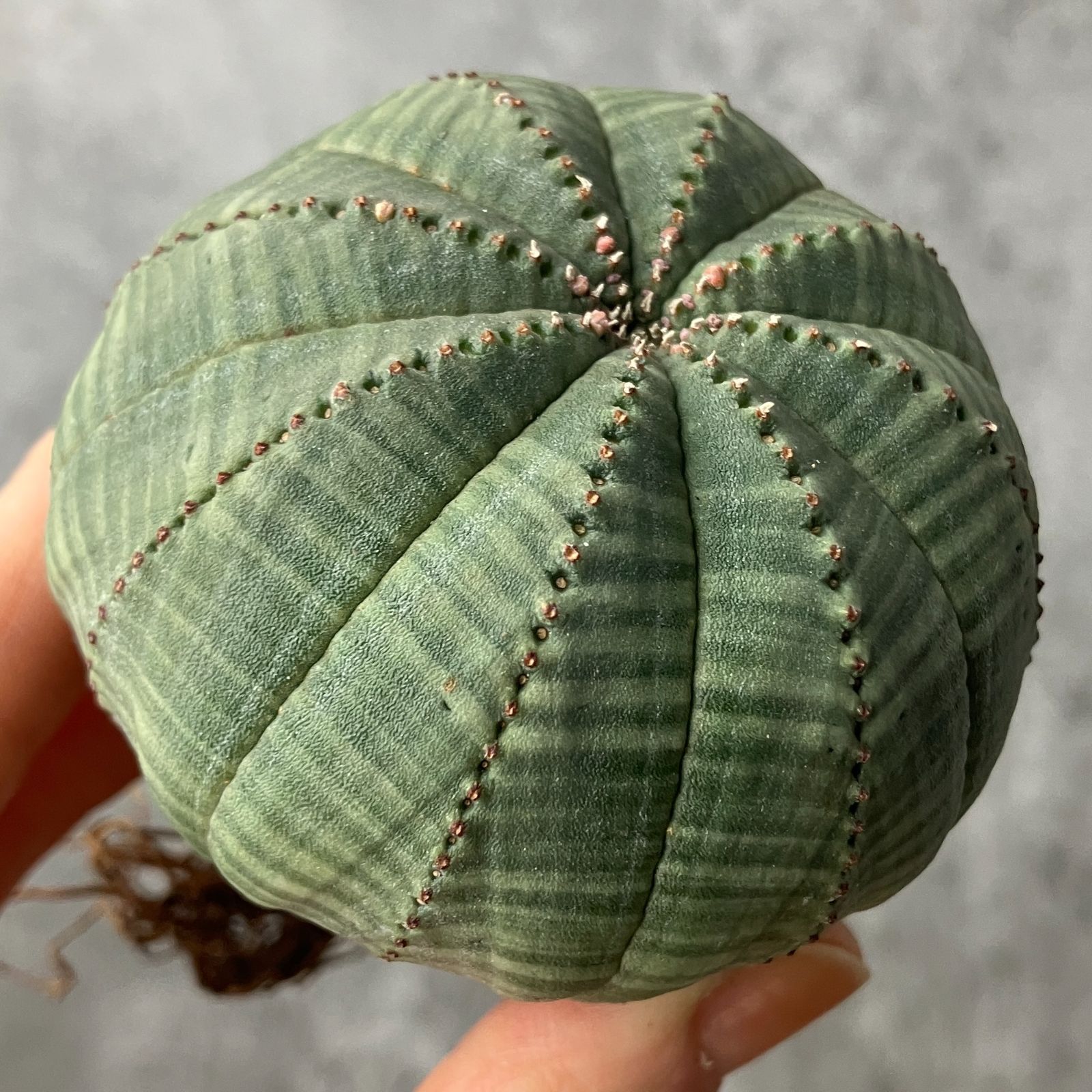 2025年最新】Yahoo!オークション -ユーフォルビア オベサ(観葉植物)の