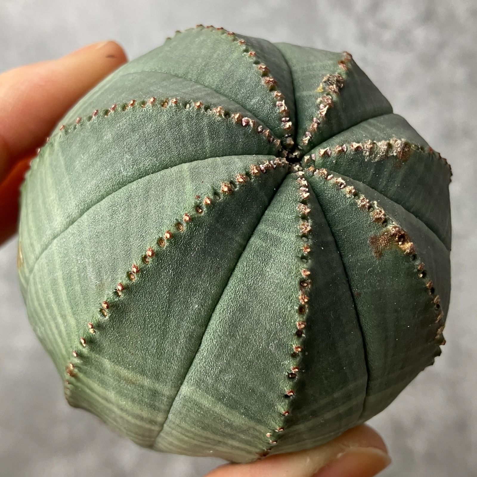 や*わ様 B15565★オークション販売★ユーフォルビア オベサ 選抜極上モンス や*わ様 B15565☆オークション販売☆ユーフォルビア オベサ 選抜極上