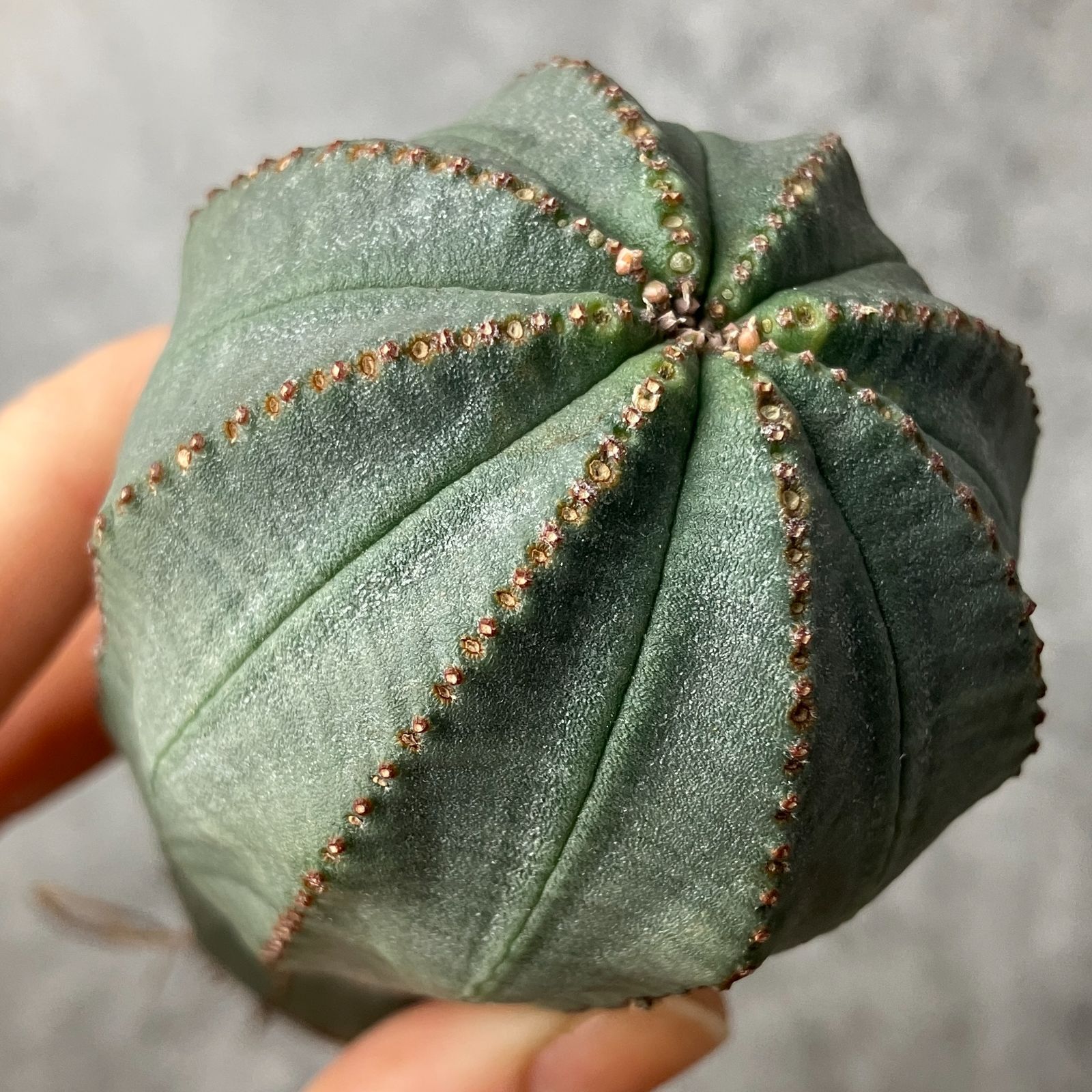 ユーフォルビア オベサ モンスト 成長点潰れ 発根済み ユーフォルビア