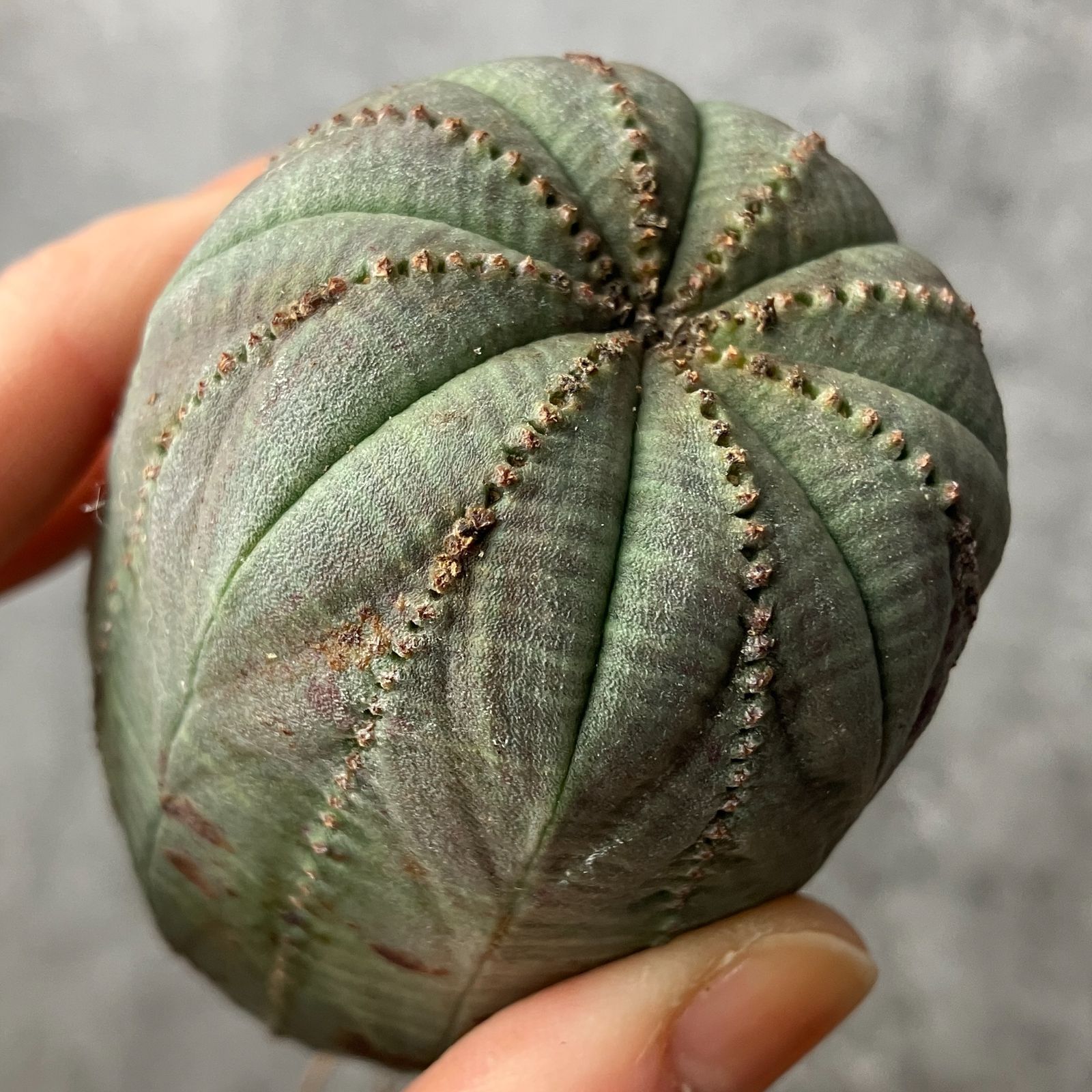 B15539☆大特価☆ 超巨大株 ユーフォルビア オベサ - メルカリ