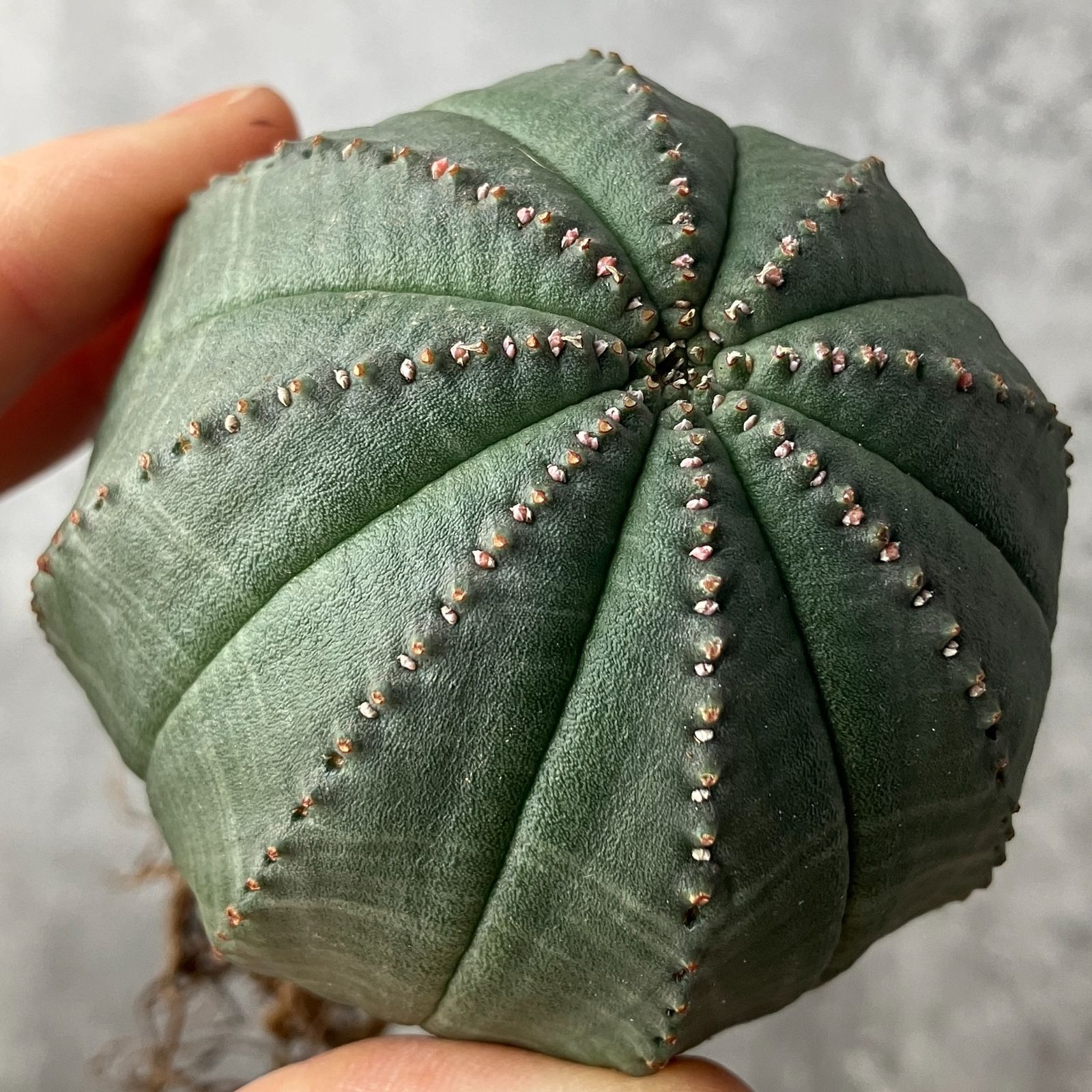 SNOOPY様 超巨大 ユーフォルビア オベサ 希少レア SNOOPY様 超巨大 ユーフォルビア オベサ 希少レア SNOOPY様 超巨大