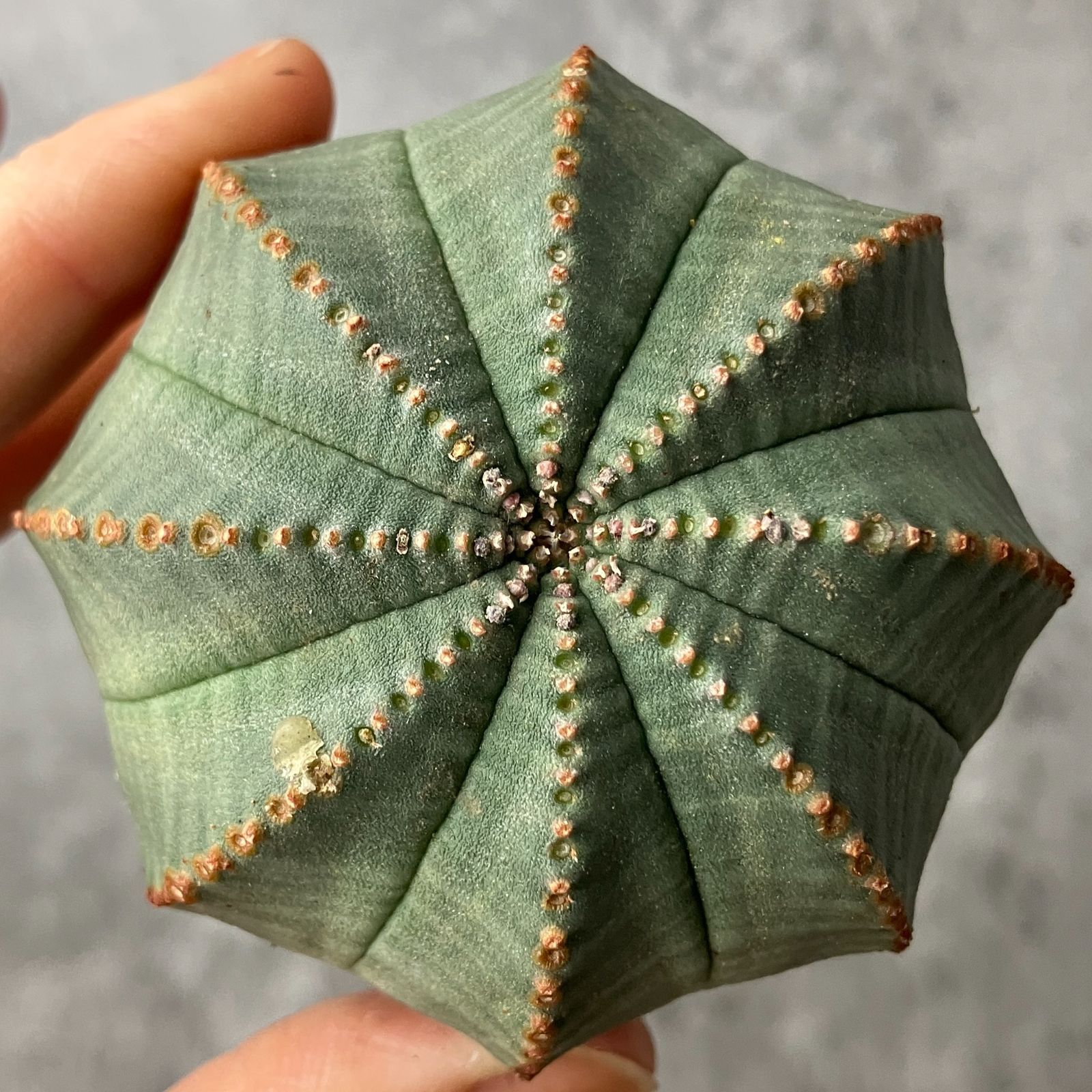 や*わ様 B15565☆オークション販売☆ユーフォルビア オベサ 選抜極上