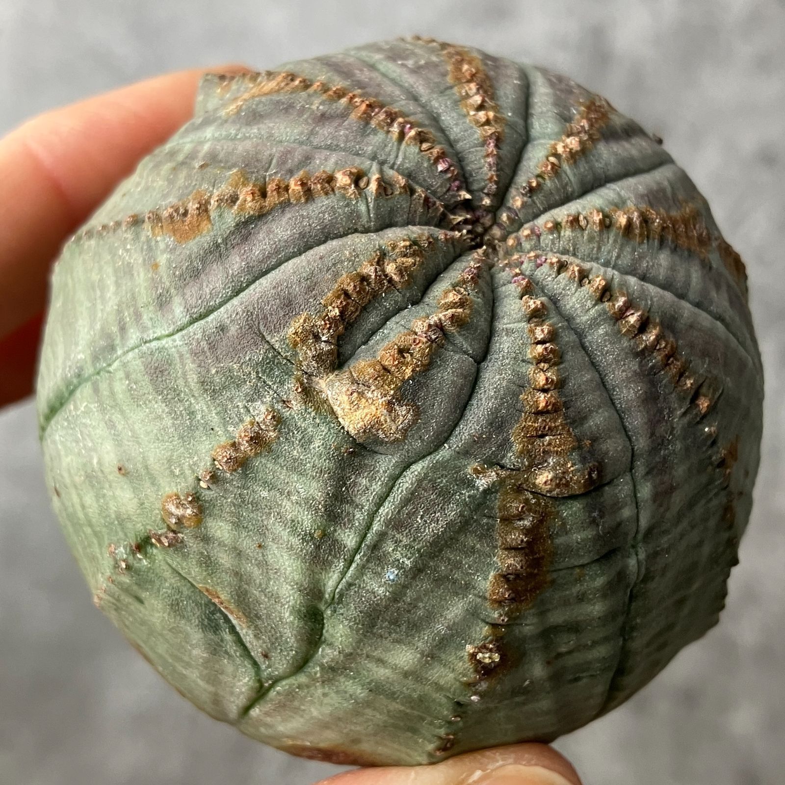 Yahoo!オークション -「ユーフォルビア オベサ」の落札相場・落札価格