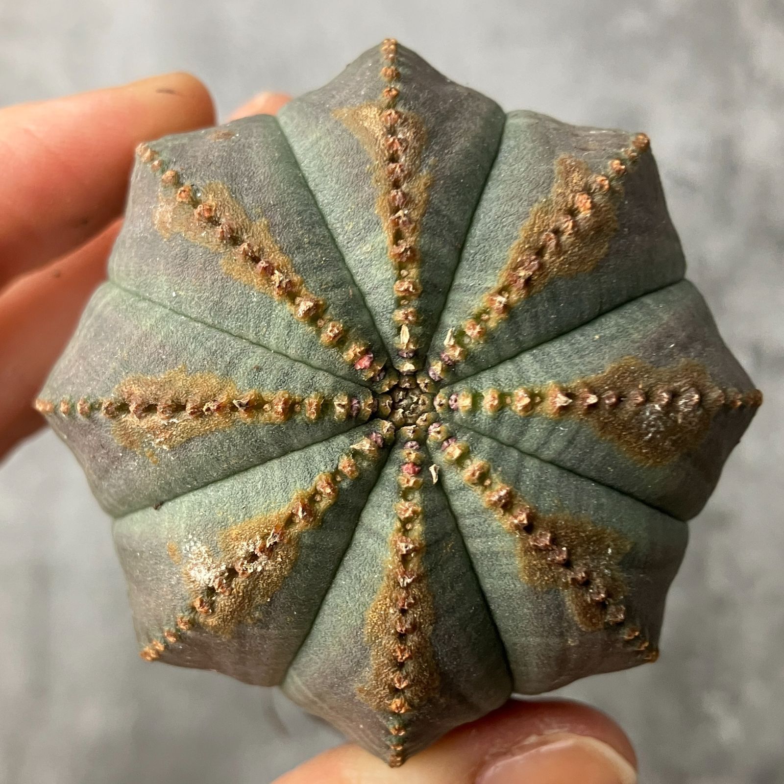 B15558☆大特価☆ 超巨大株 ユーフォルビア オベサ - メルカリ