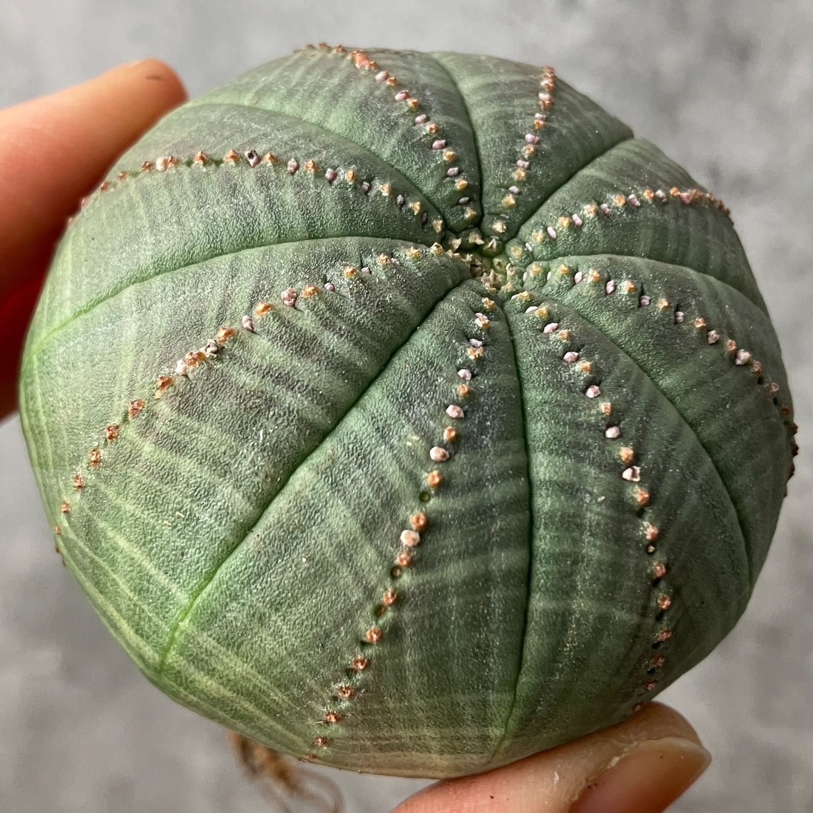 k*︎様 B15701★オークション★ユーフォルビア オベサ 超巨大ヴィンテージ ひ*ん様 【特大・ヴィンテージ株！！！】ユーフォルビア・オベサ①