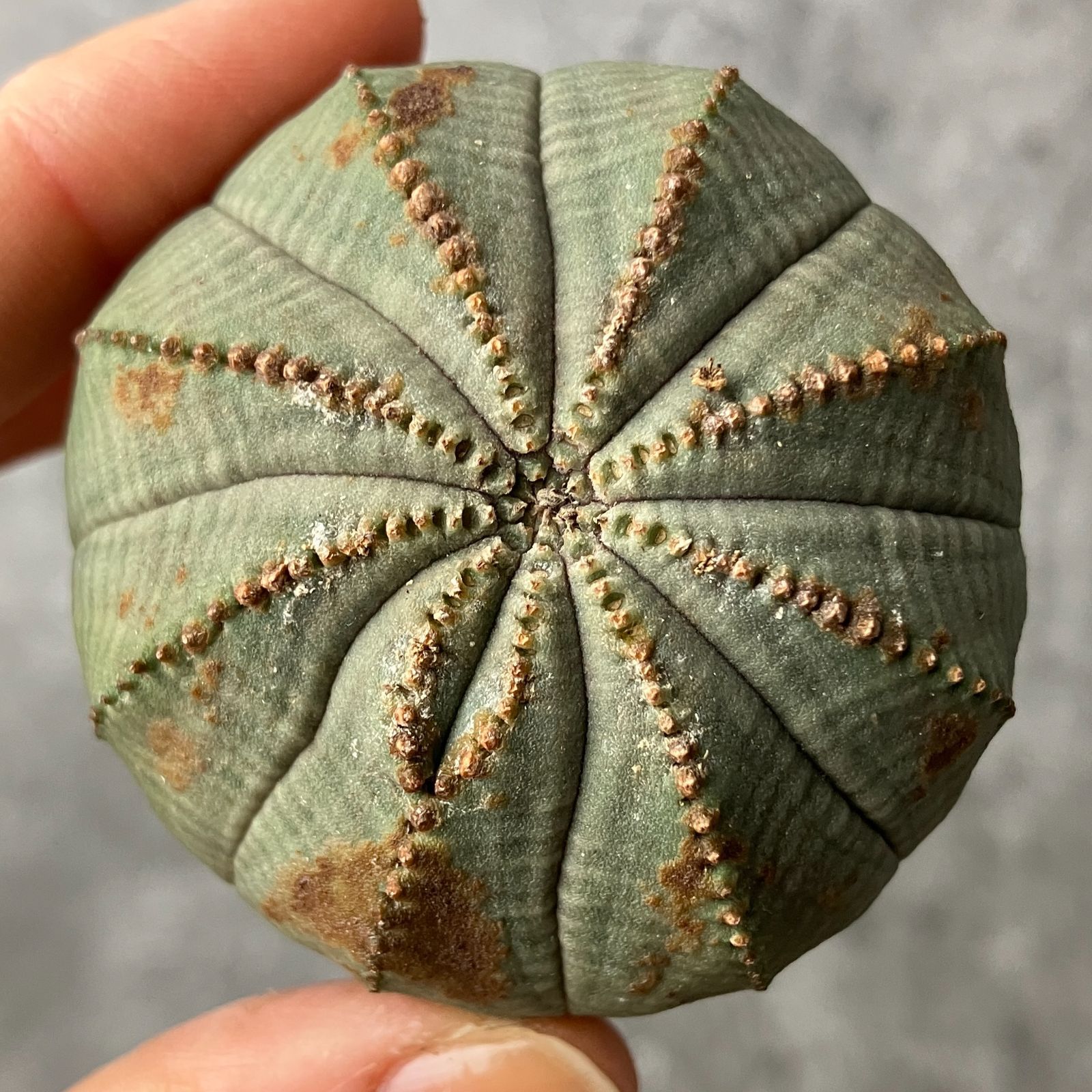 や*わ様 B15565★オークション販売★ユーフォルビア オベサ 選抜極上モンス や*わ様 B15565☆オークション販売☆ユーフォルビア オベサ 選抜極上