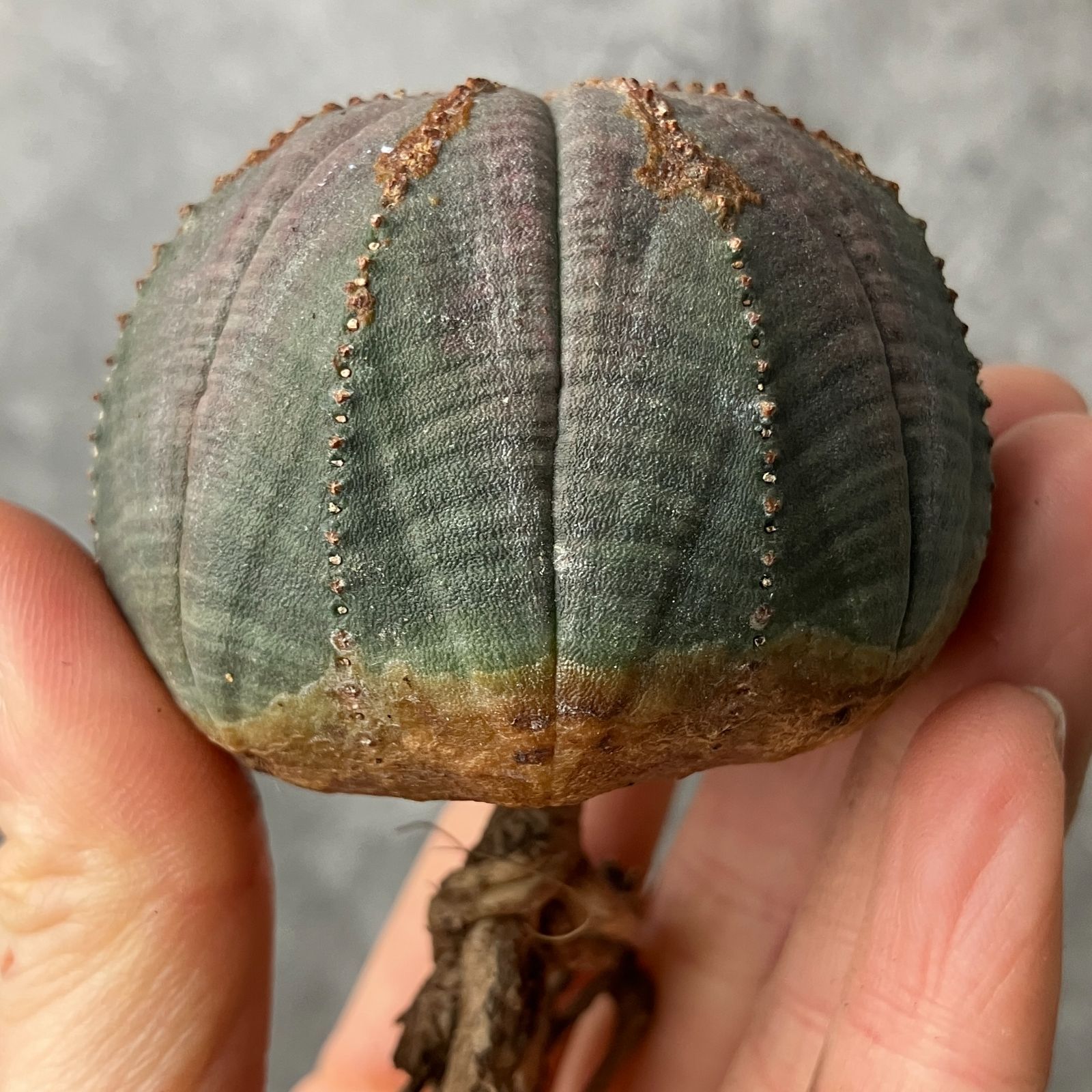 B15473☆大特価☆ 超巨大株 ユーフォルビア オベサ - メルカリ や*わ様