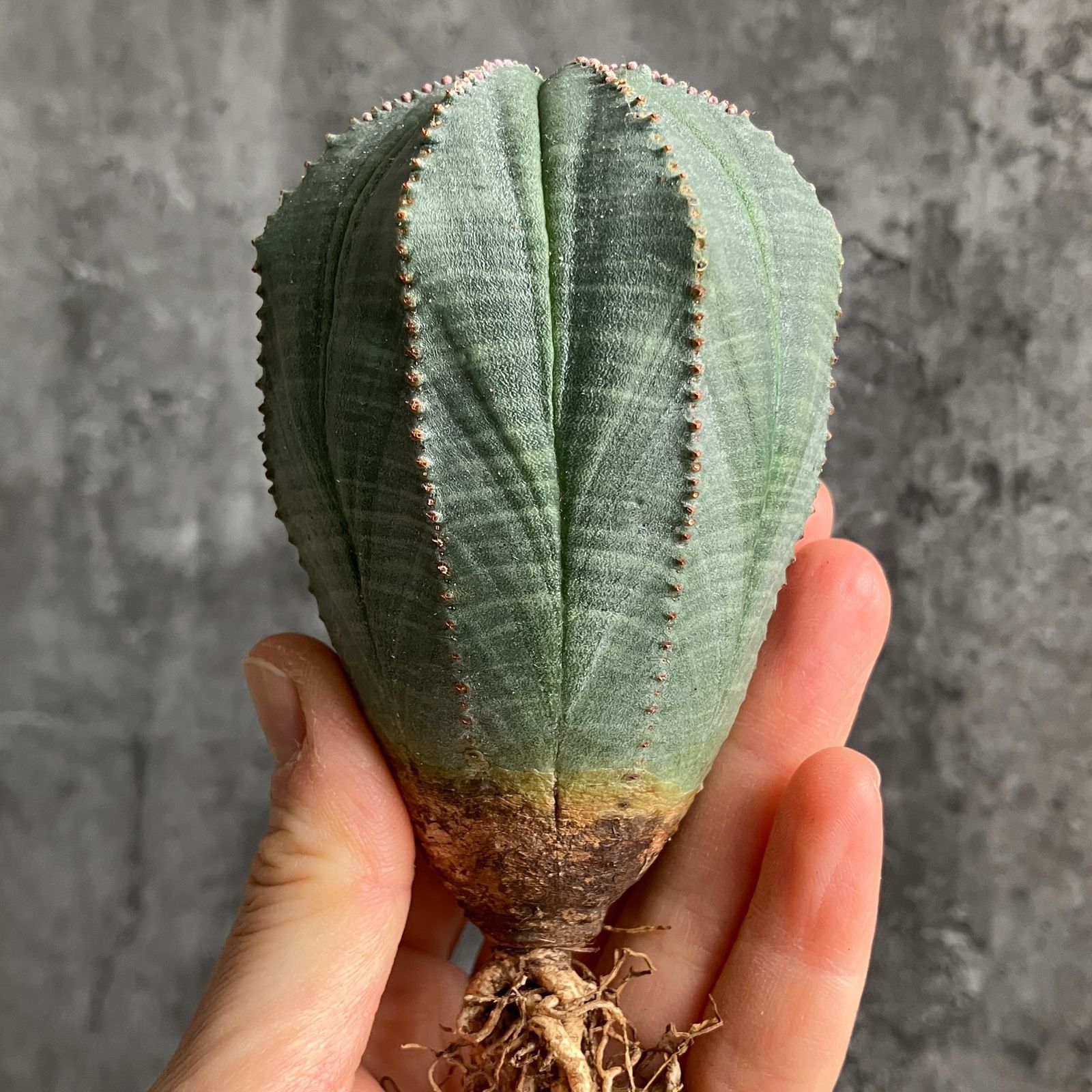 B15428☆大特価☆ 超巨大株 ユーフォルビア オベサ - メルカリ