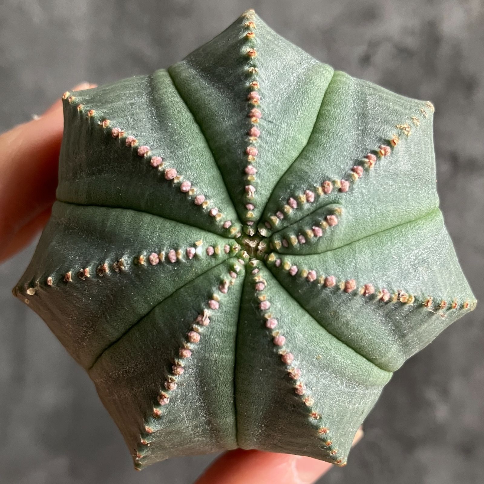 B15428☆大特価☆ 超巨大株 ユーフォルビア オベサ - メルカリ