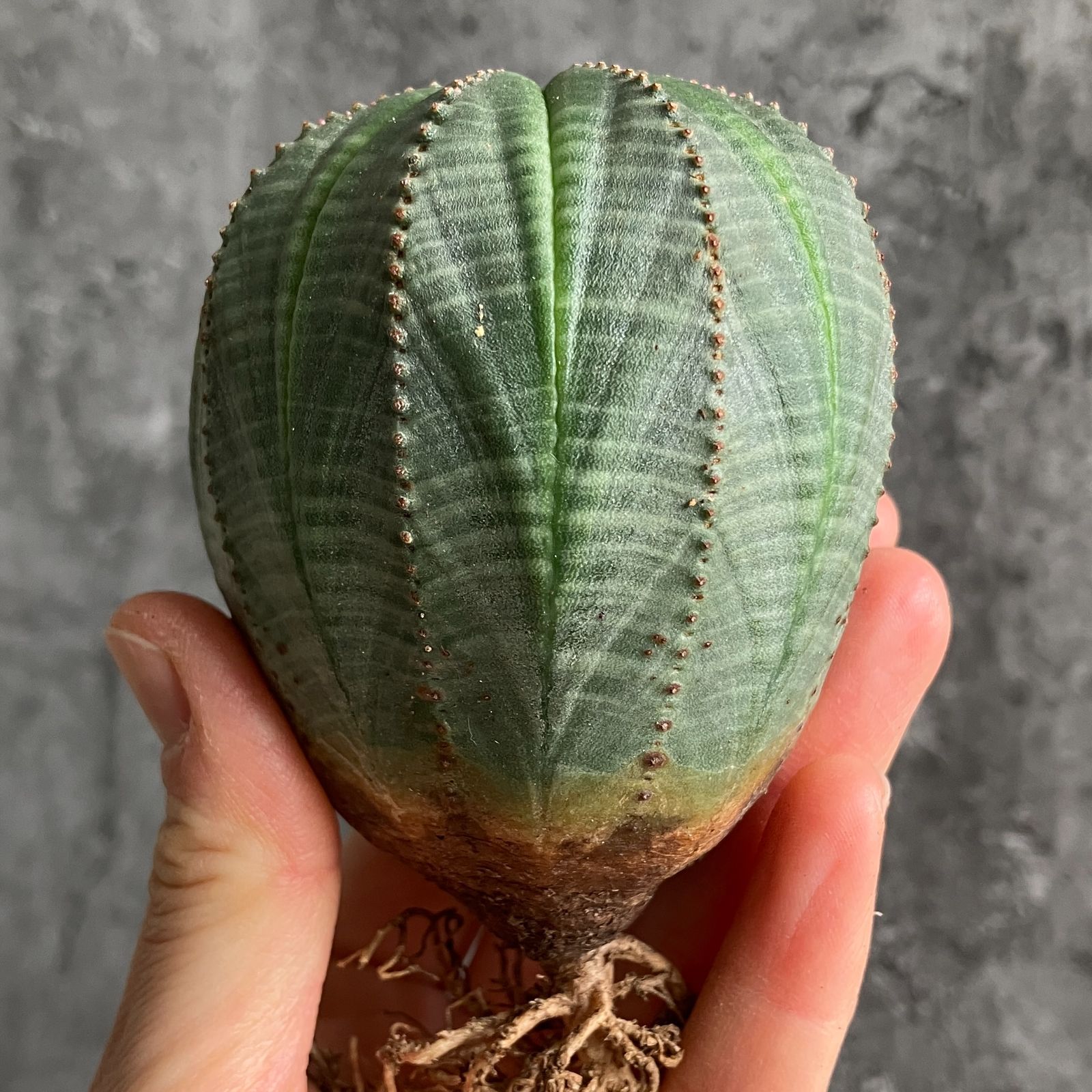 B15429☆大特価☆ 超巨大株 ユーフォルビア オベサ - メルカリ