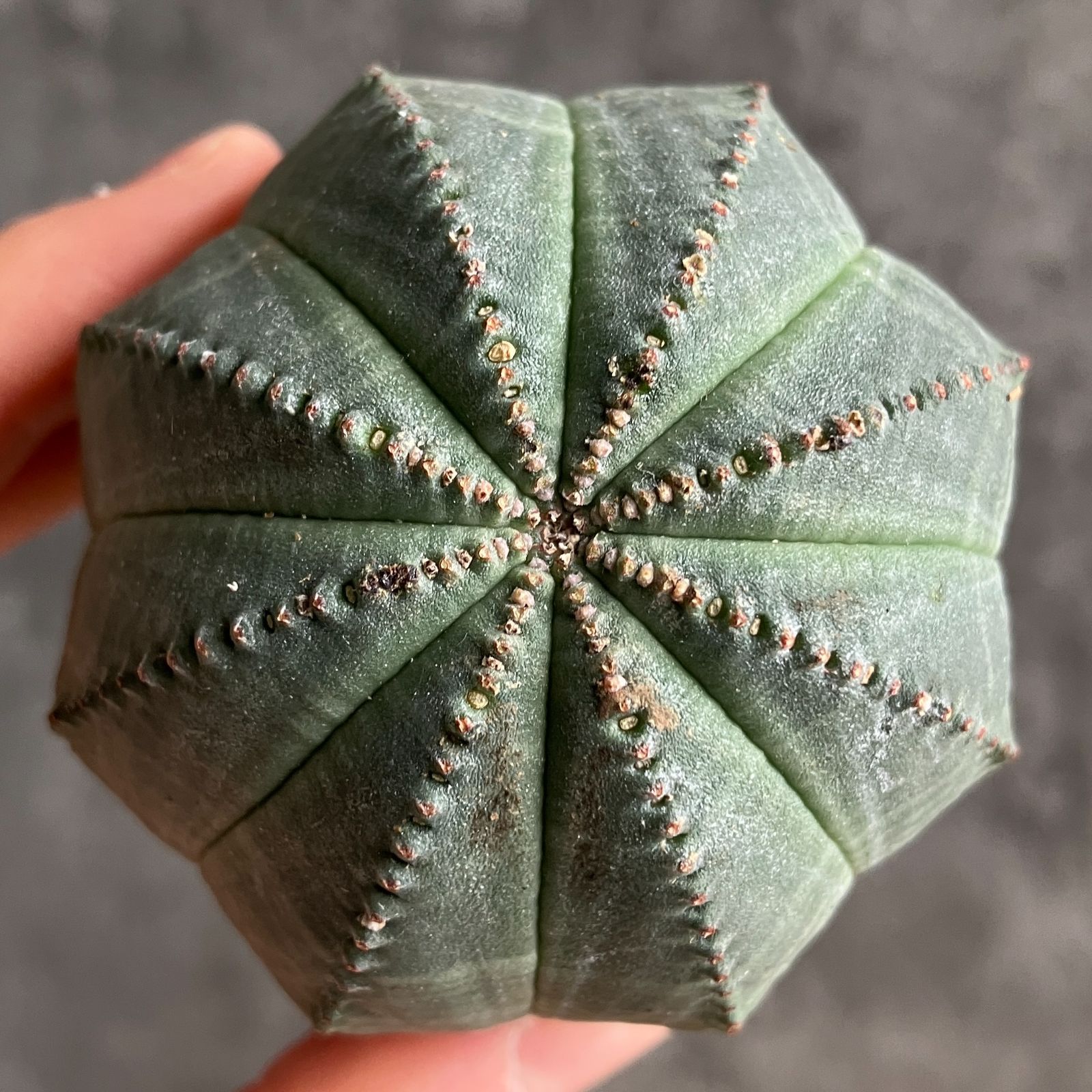 B15431☆大特価☆ 超巨大株 ユーフォルビア オベサ - メルカリ