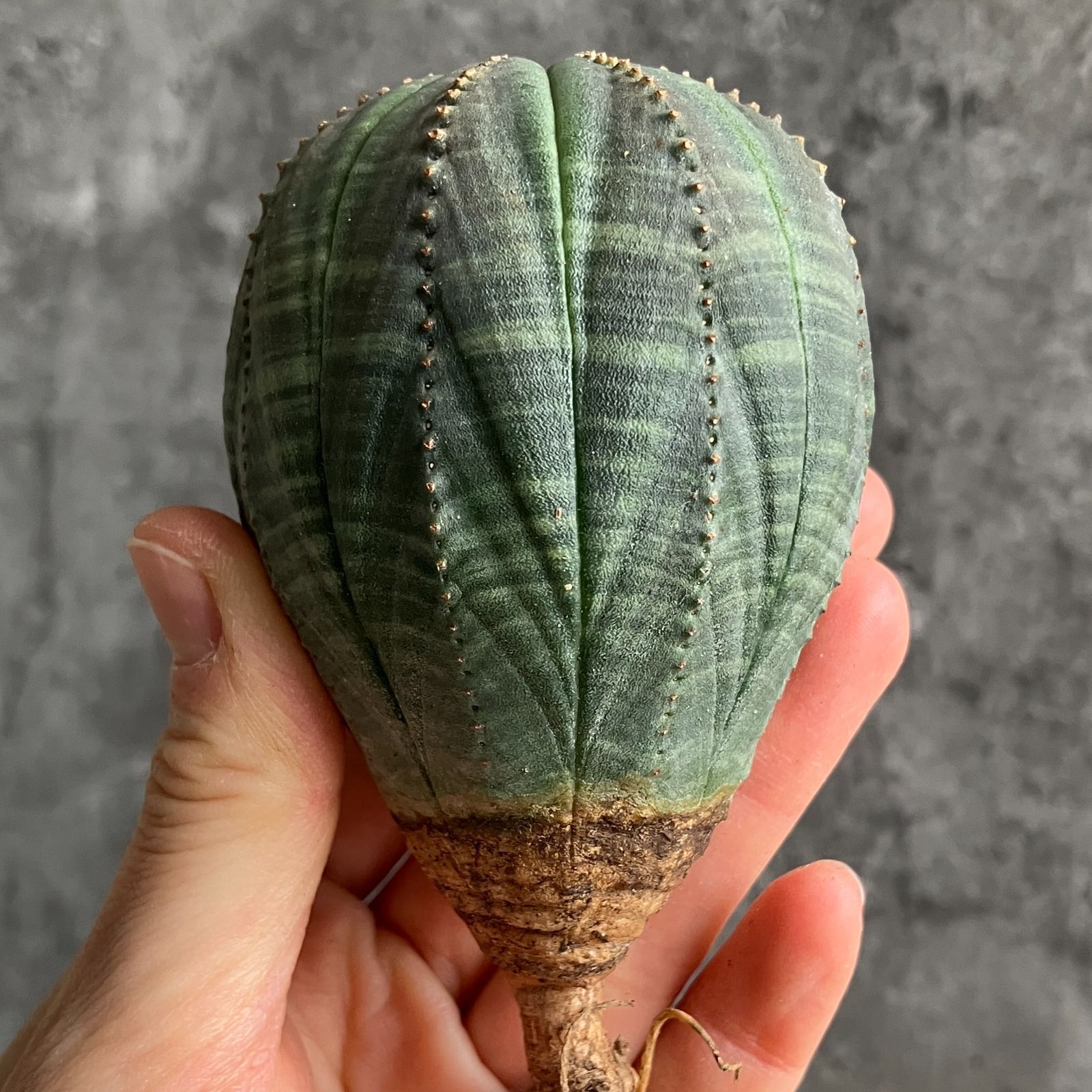 B15433☆大特価☆ 超巨大株 ユーフォルビア オベサ - メルカリ