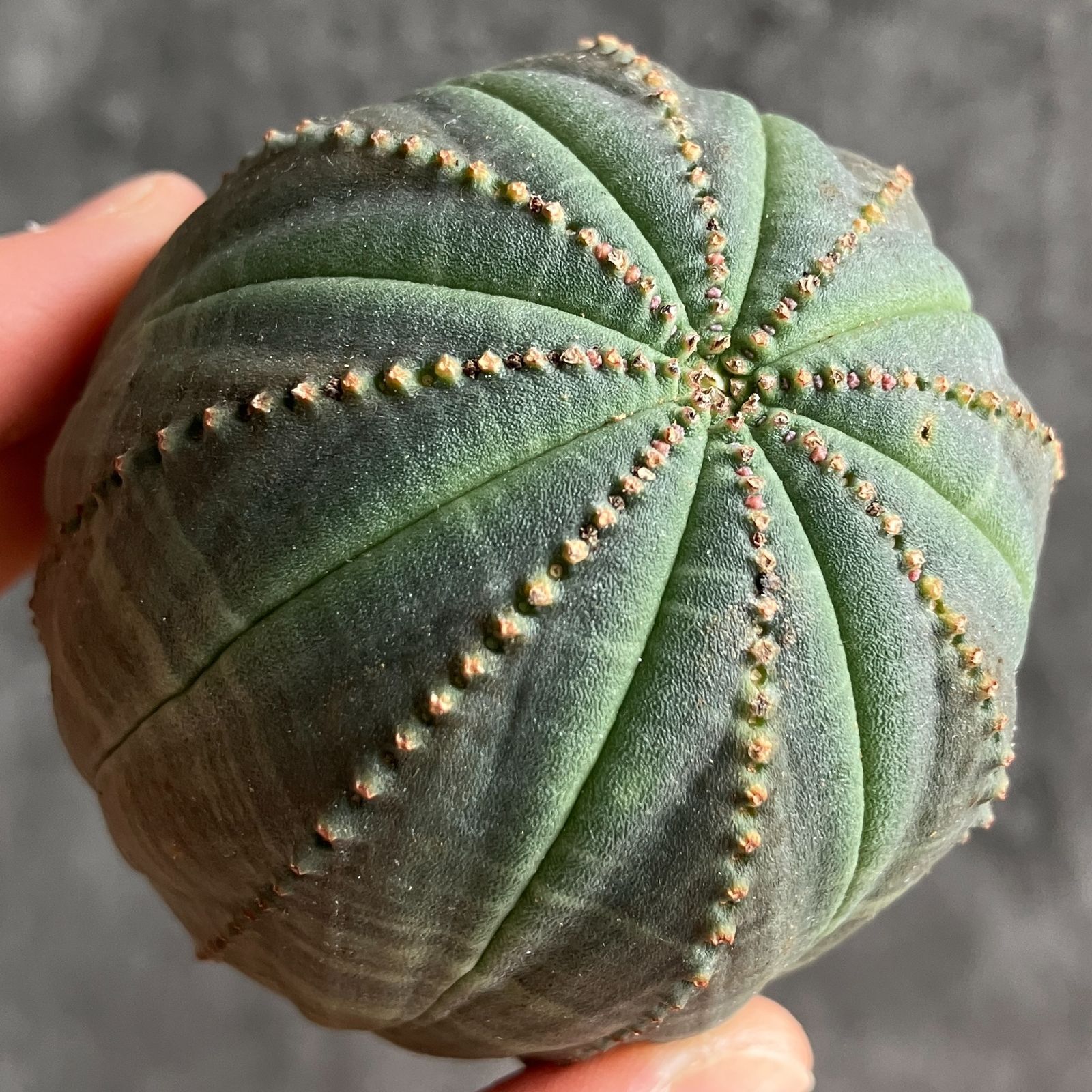 B15433☆大特価☆ 超巨大株 ユーフォルビア オベサ - メルカリ