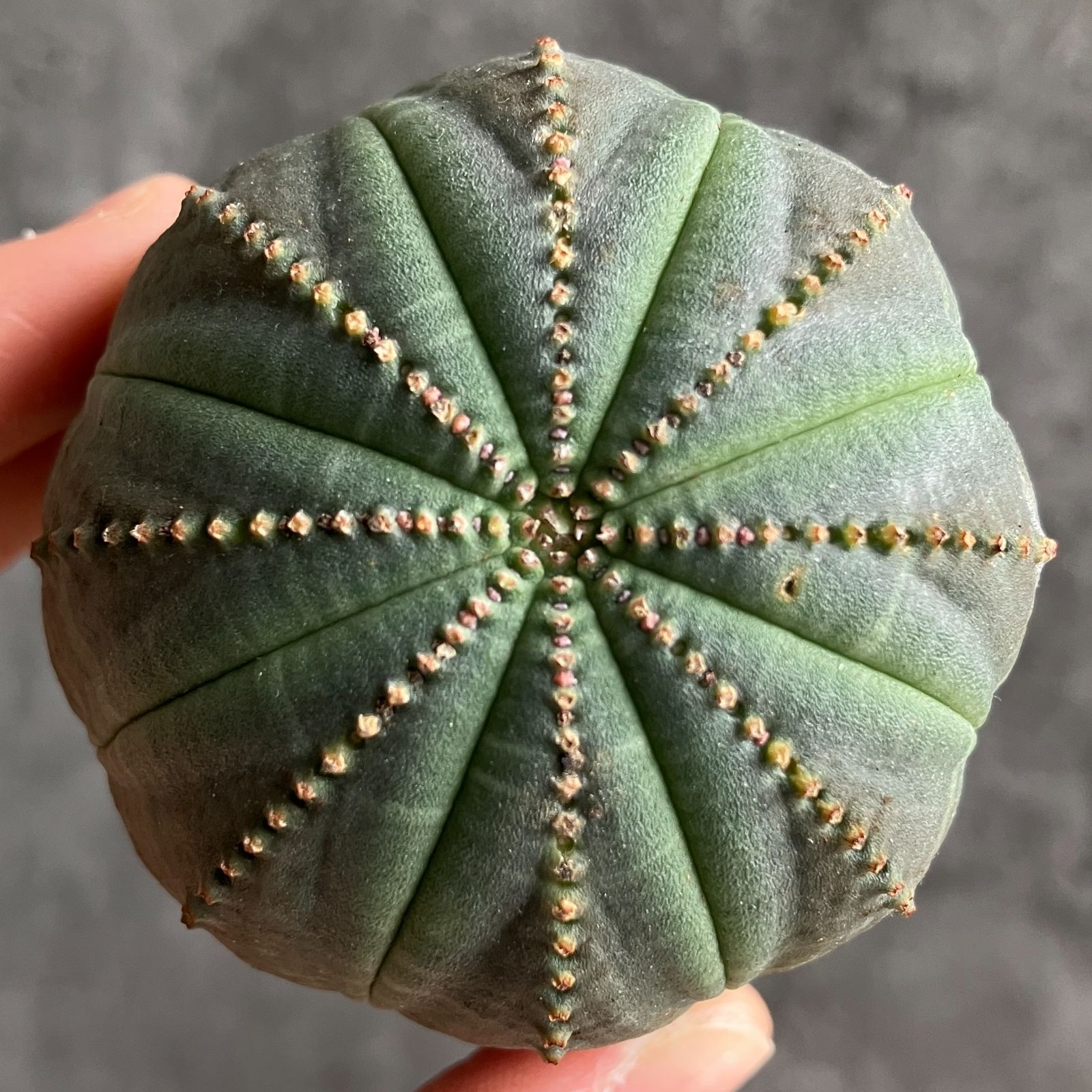 B15433☆大特価☆ 超巨大株 ユーフォルビア オベサ - メルカリ