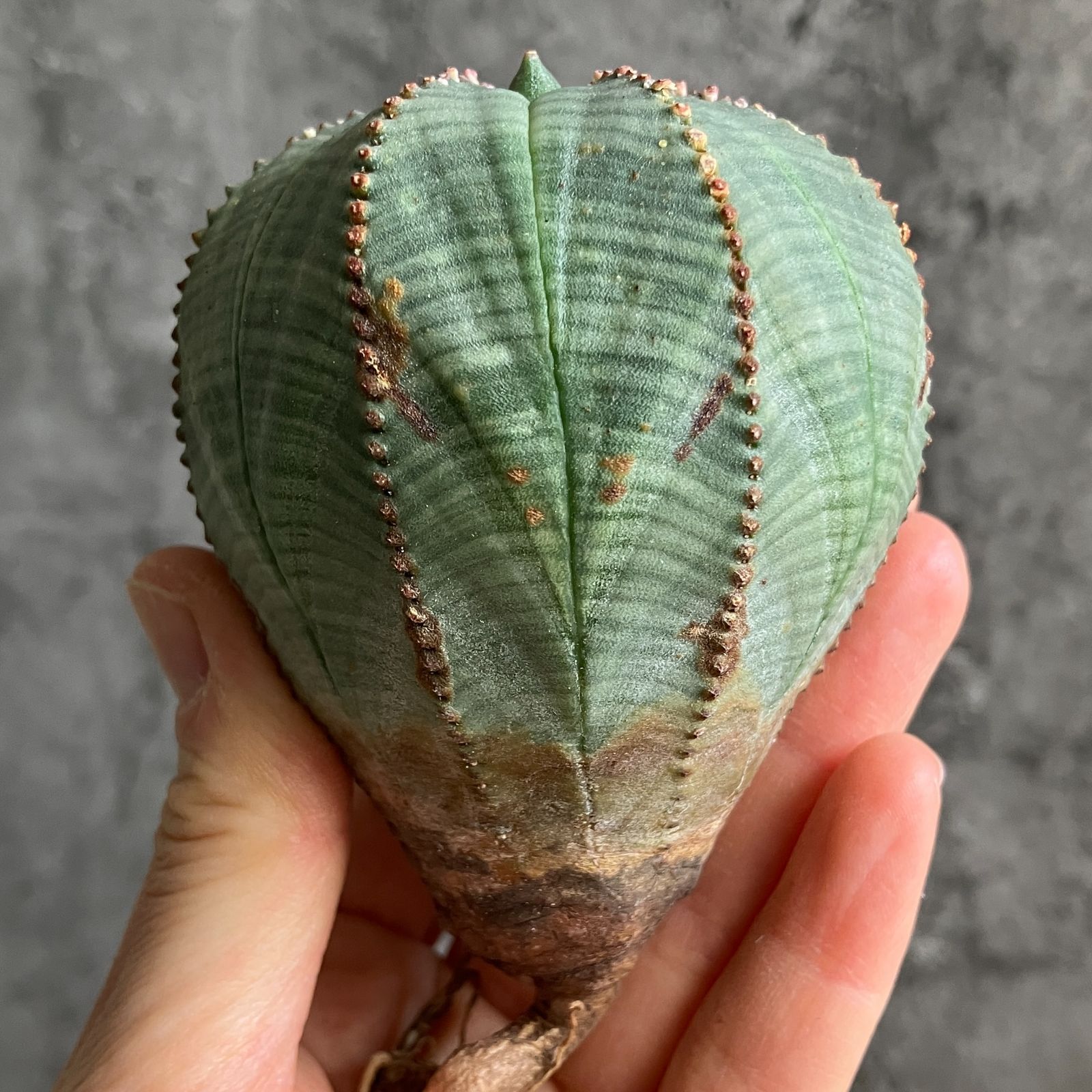 B15439☆大特価☆ 超巨大株 ユーフォルビア オベサ - メルカリ