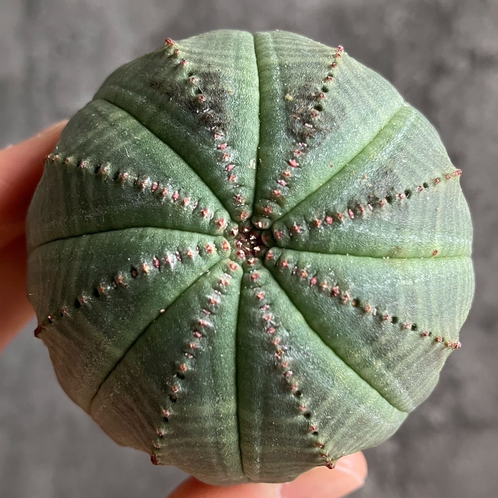 B15446☆大特価☆ 超巨大株 ユーフォルビア オベサ - メルカリ