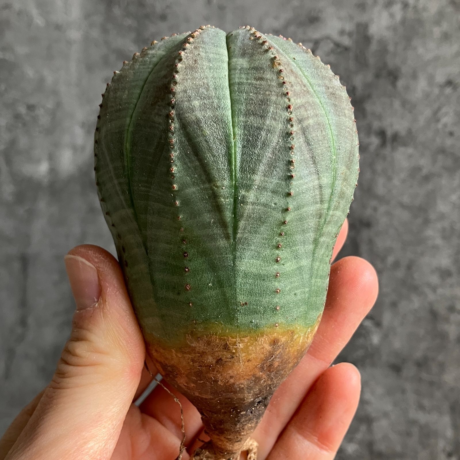 B15449☆大特価☆ 超巨大株 ユーフォルビア オベサ - メルカリ