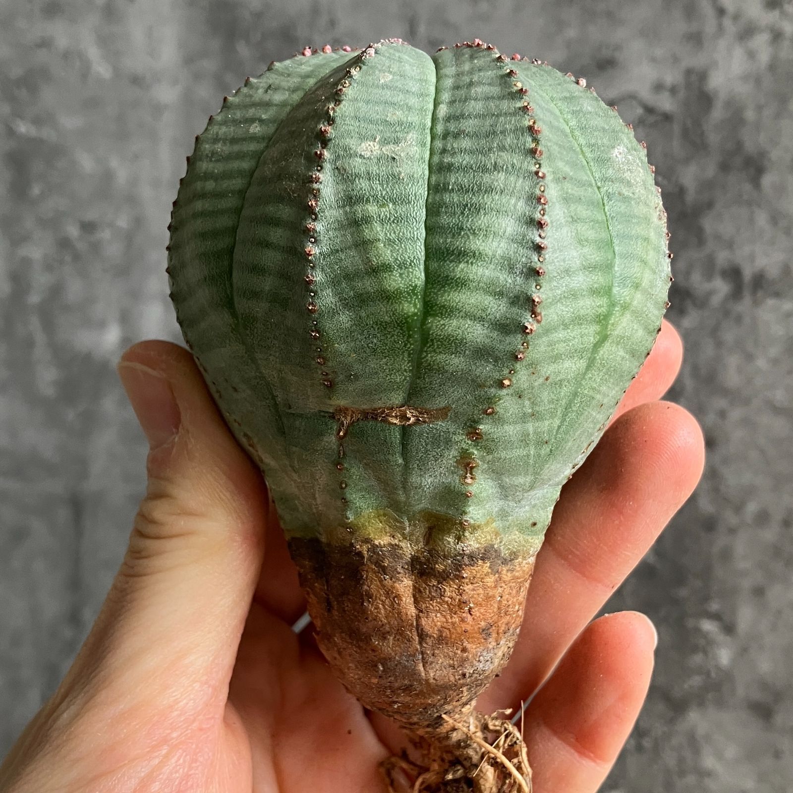 B15452☆大特価☆ 超巨大株 ユーフォルビア オベサ - メルカリ