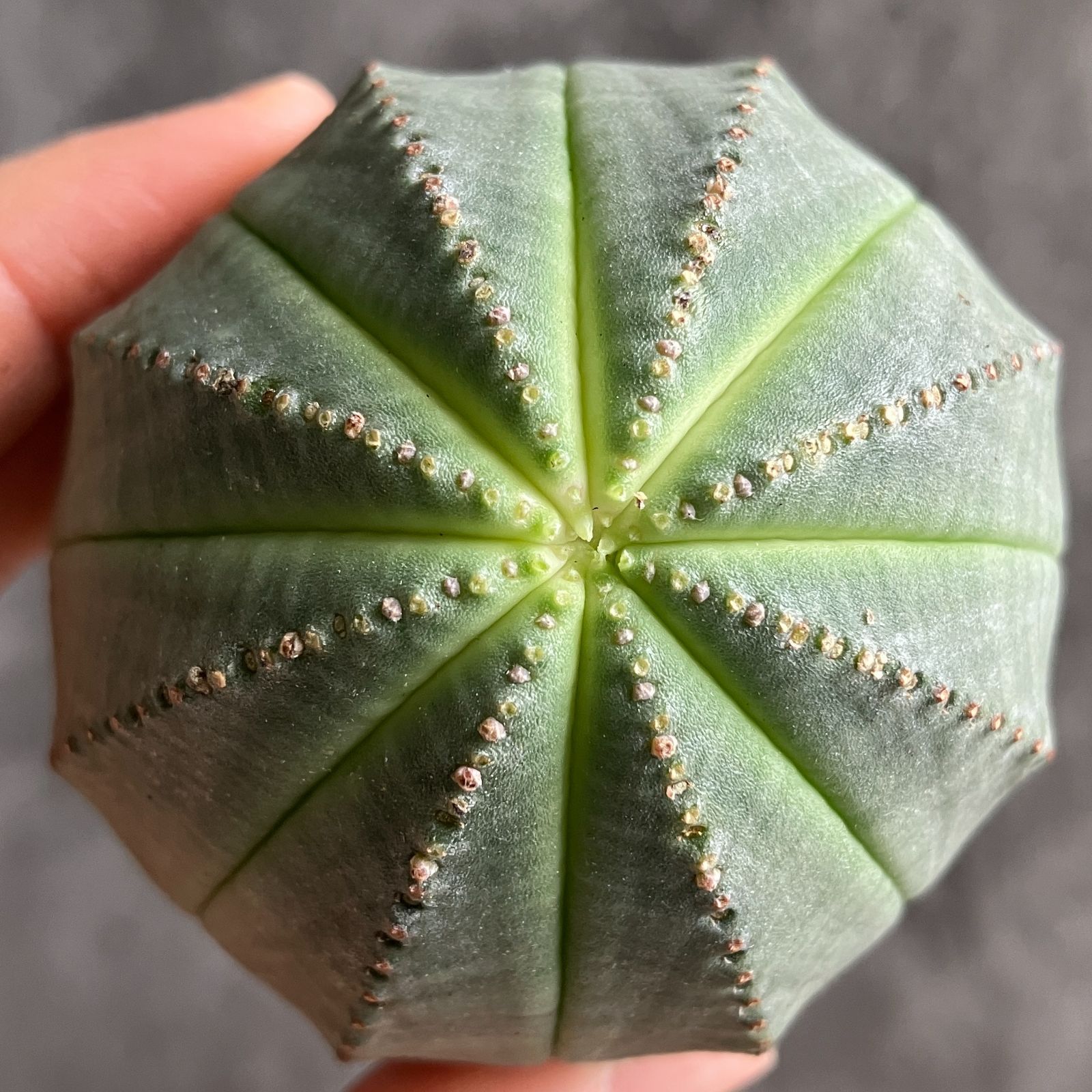 m*e様 B14434☆オークション☆ 超巨大8.5cm株！ユーフォルビア オベ m