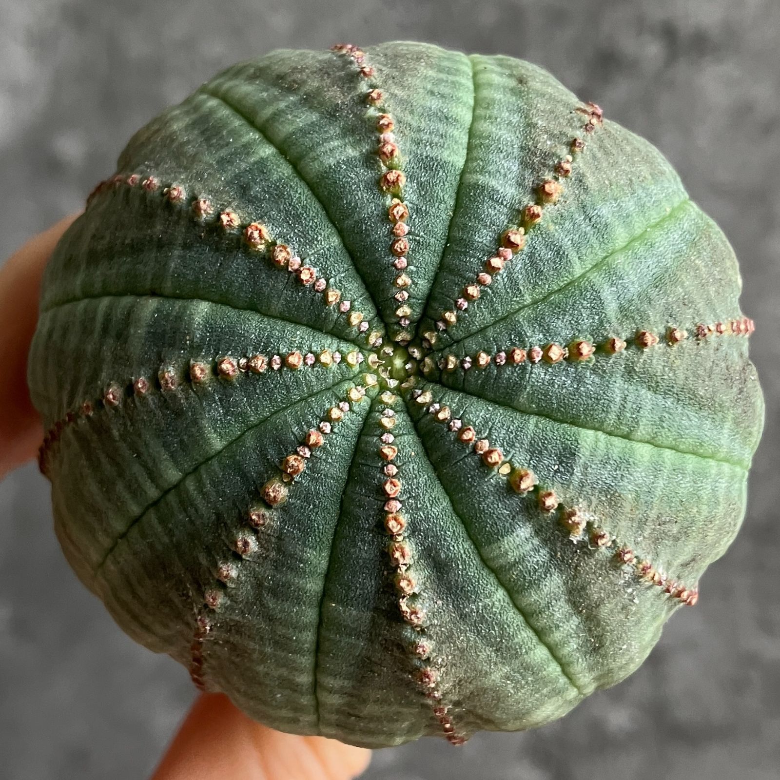 や*わ様 B15565★オークション販売★ユーフォルビア オベサ 選抜極上モンス や*わ様 B15565☆オークション販売☆ユーフォルビア オベサ 選抜極上