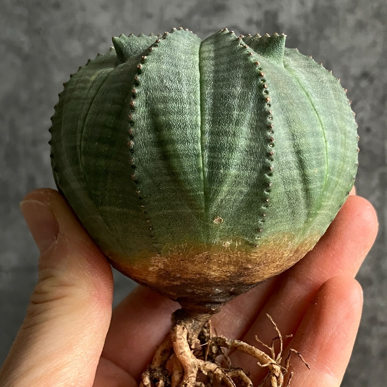 【ヨーロッパ輸入株】特大ユーフォルビアオベサ B15464☆大特価☆ 超巨大株 ユーフォルビア オベサ - メルカリ