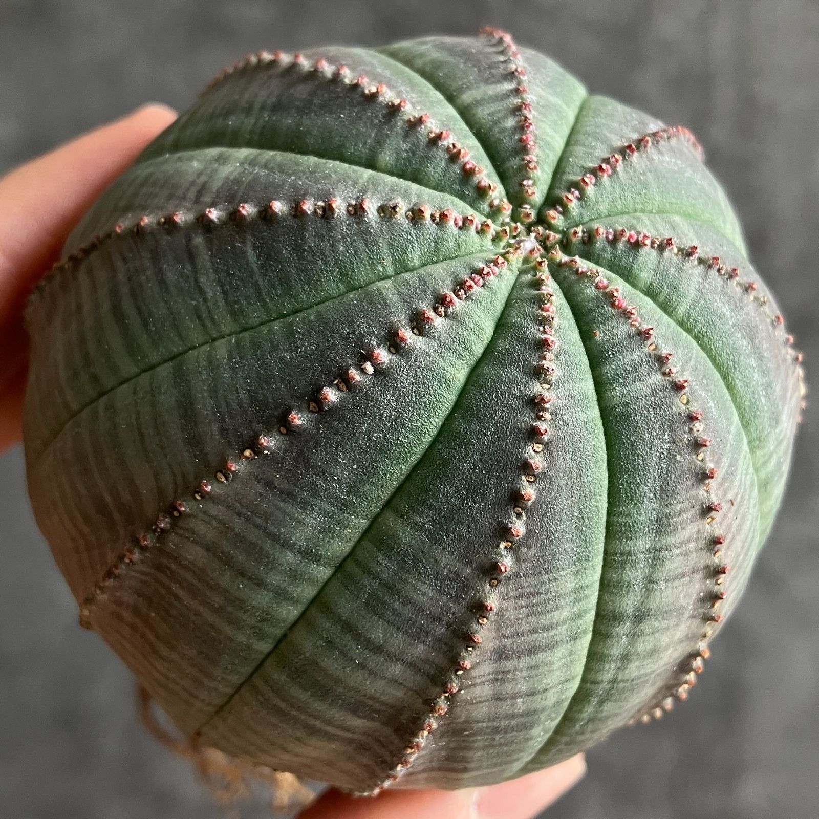 B15468☆大特価☆ 超巨大株 ユーフォルビア オベサ - メルカリ