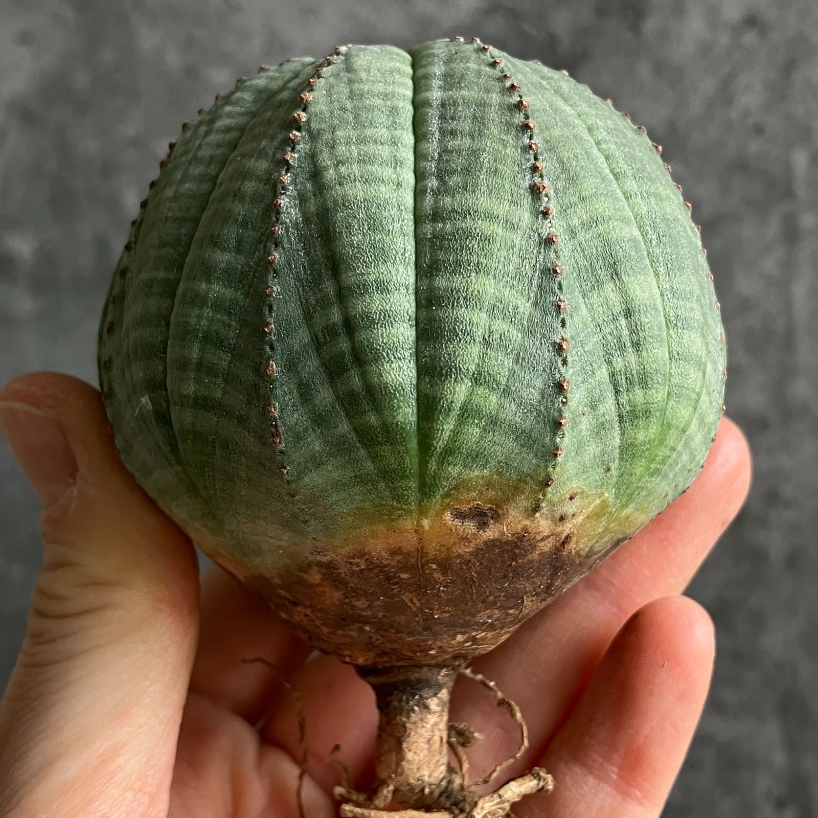 B15469☆大特価☆ 超巨大株 ユーフォルビア オベサ - メルカリ