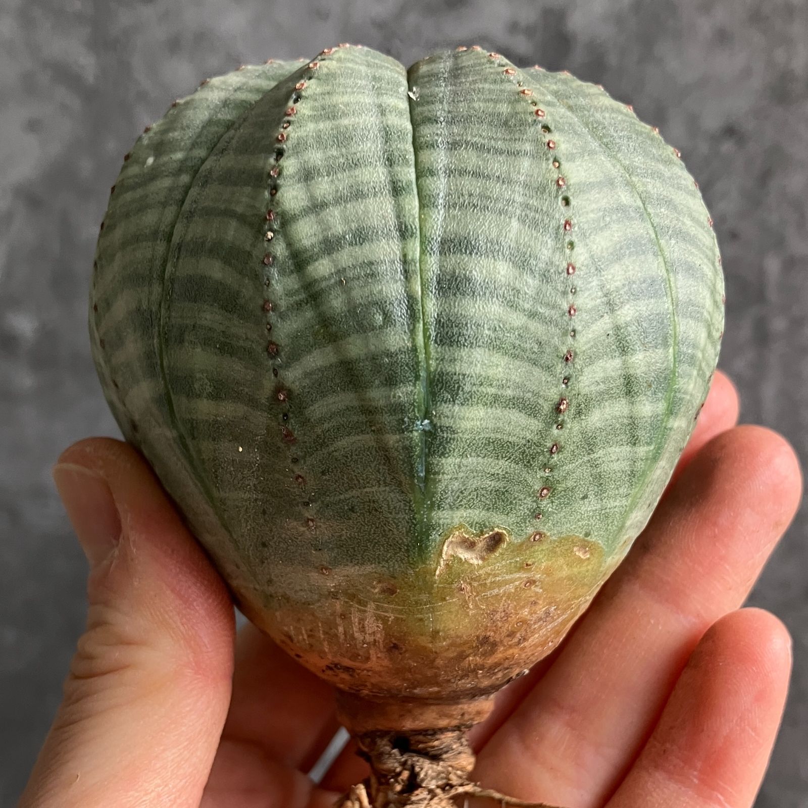 B15470☆大特価☆ 超巨大株 ユーフォルビア オベサ - メルカリ