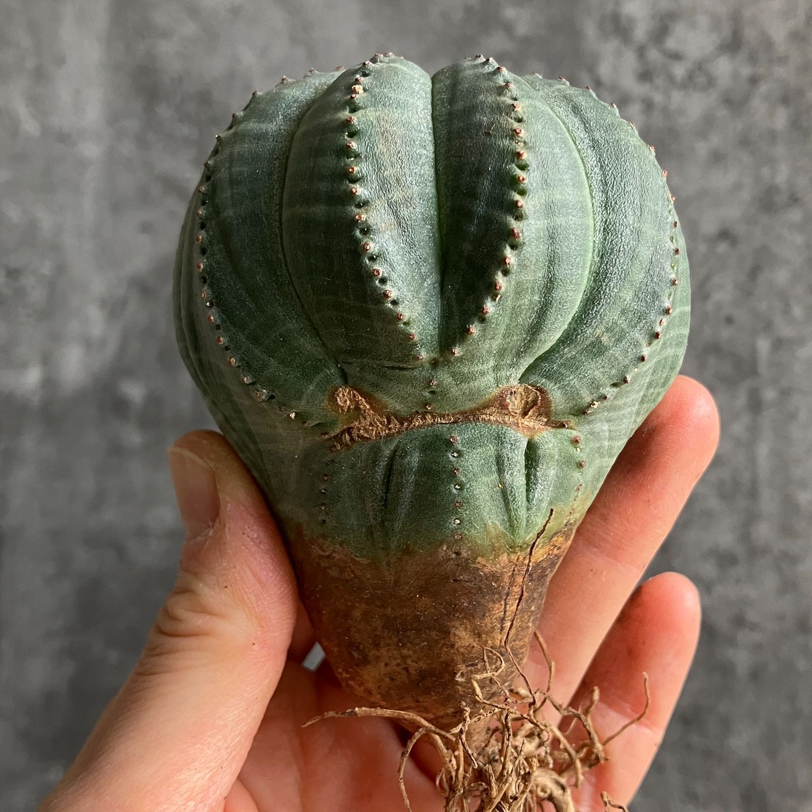 B15539☆大特価☆ 超巨大株 ユーフォルビア オベサ - メルカリ B11554