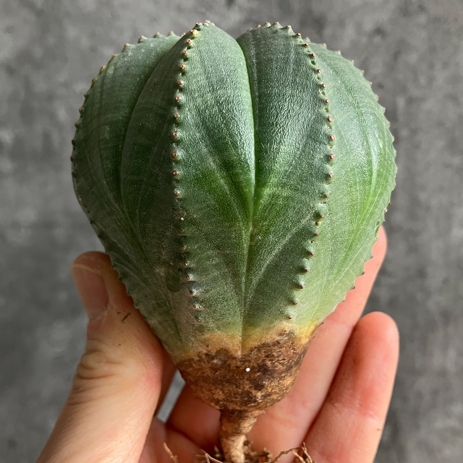 B15473☆大特価☆ 超巨大株 ユーフォルビア オベサ - メルカリ や*わ様