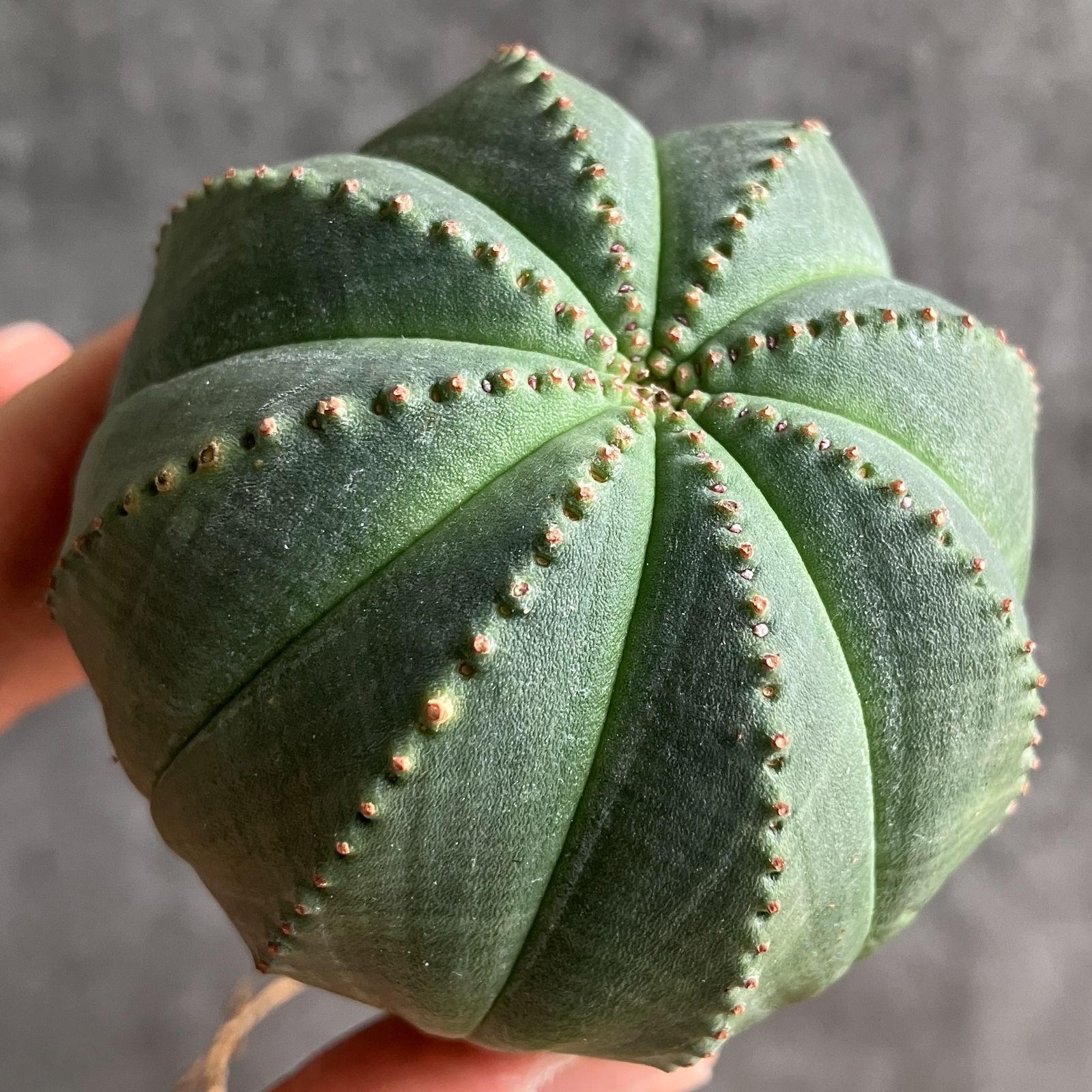 ユーフォルビア オベサ 大株 幅10㎝弱 10稜 ユーフォルビア オベサ 大株 幅10㎝弱 10稜 - メルカリ B14032