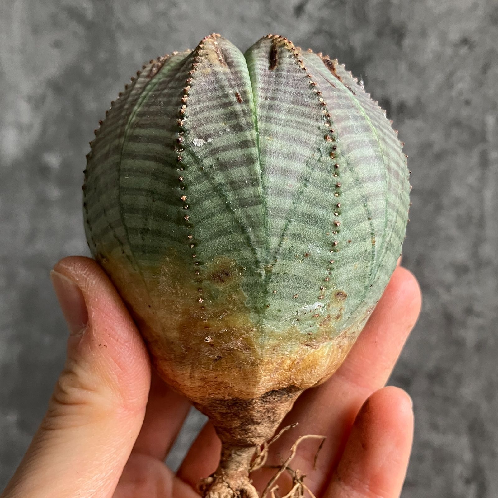 B15488☆大特価☆ 超巨大株 ユーフォルビア オベサ - メルカリ