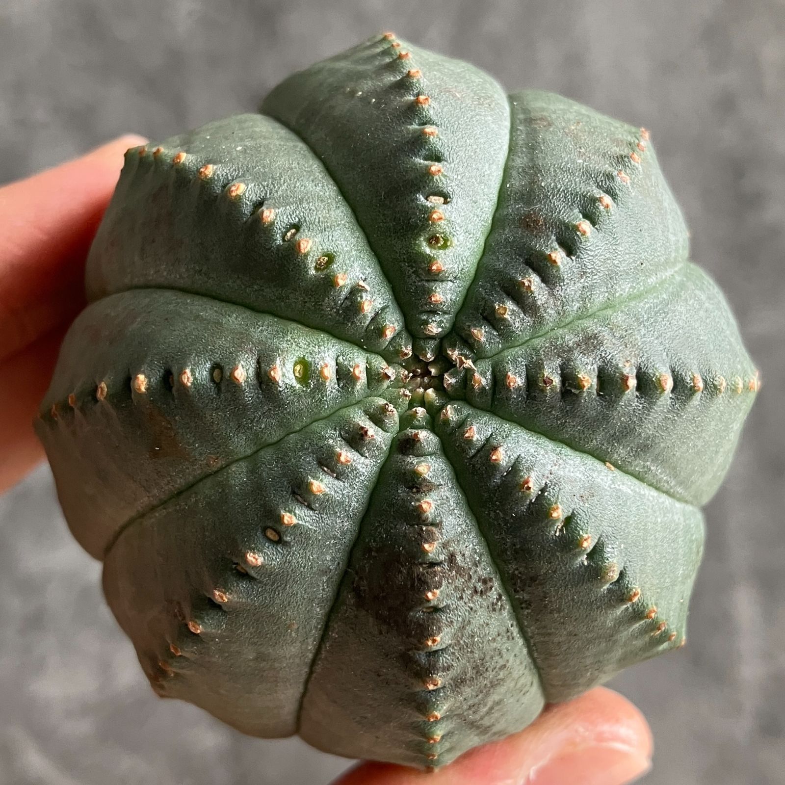 B15490☆大特価☆ 超巨大株 ユーフォルビア オベサ - メルカリ