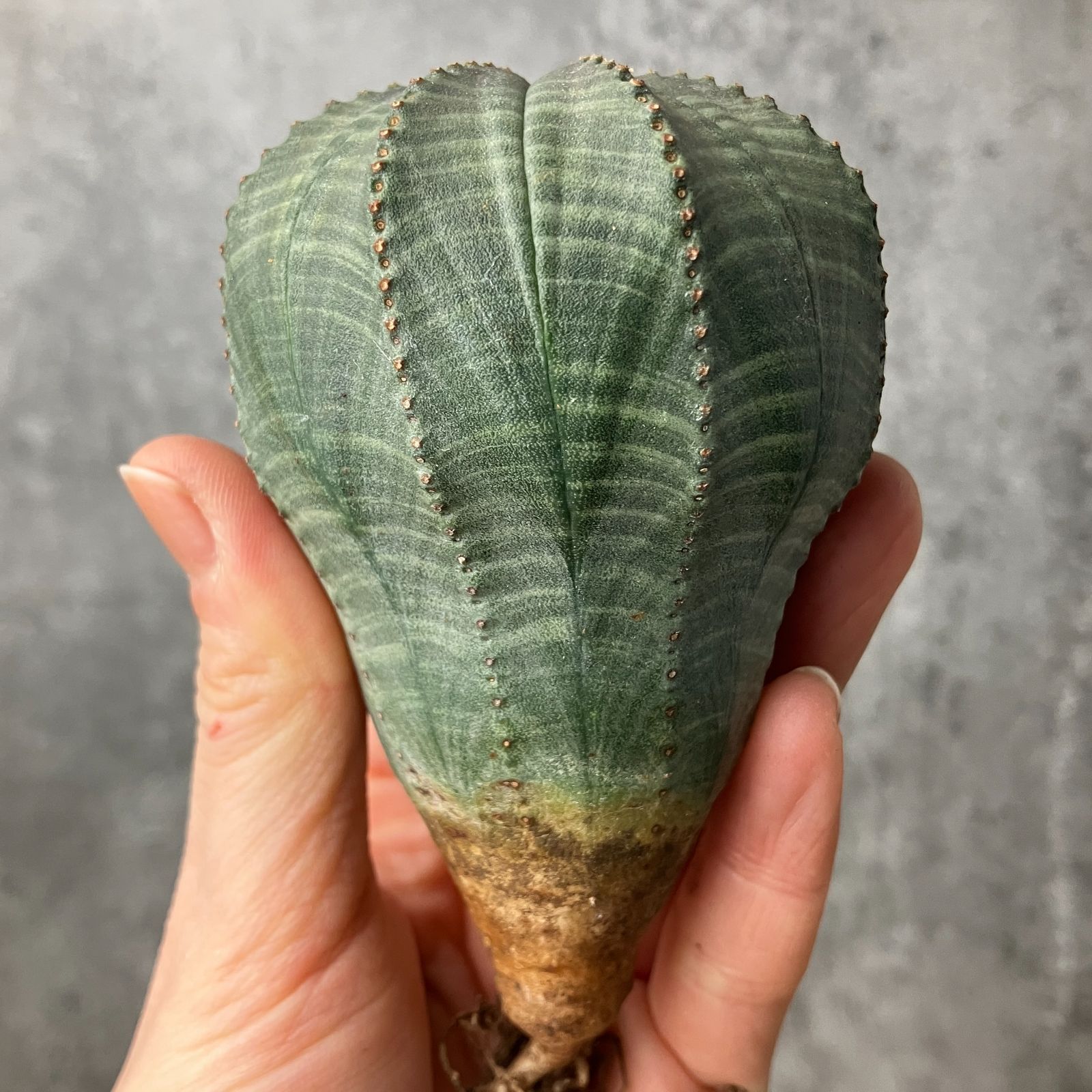 B15534☆大特価☆ 超巨大株 ユーフォルビア オベサ - メルカリ